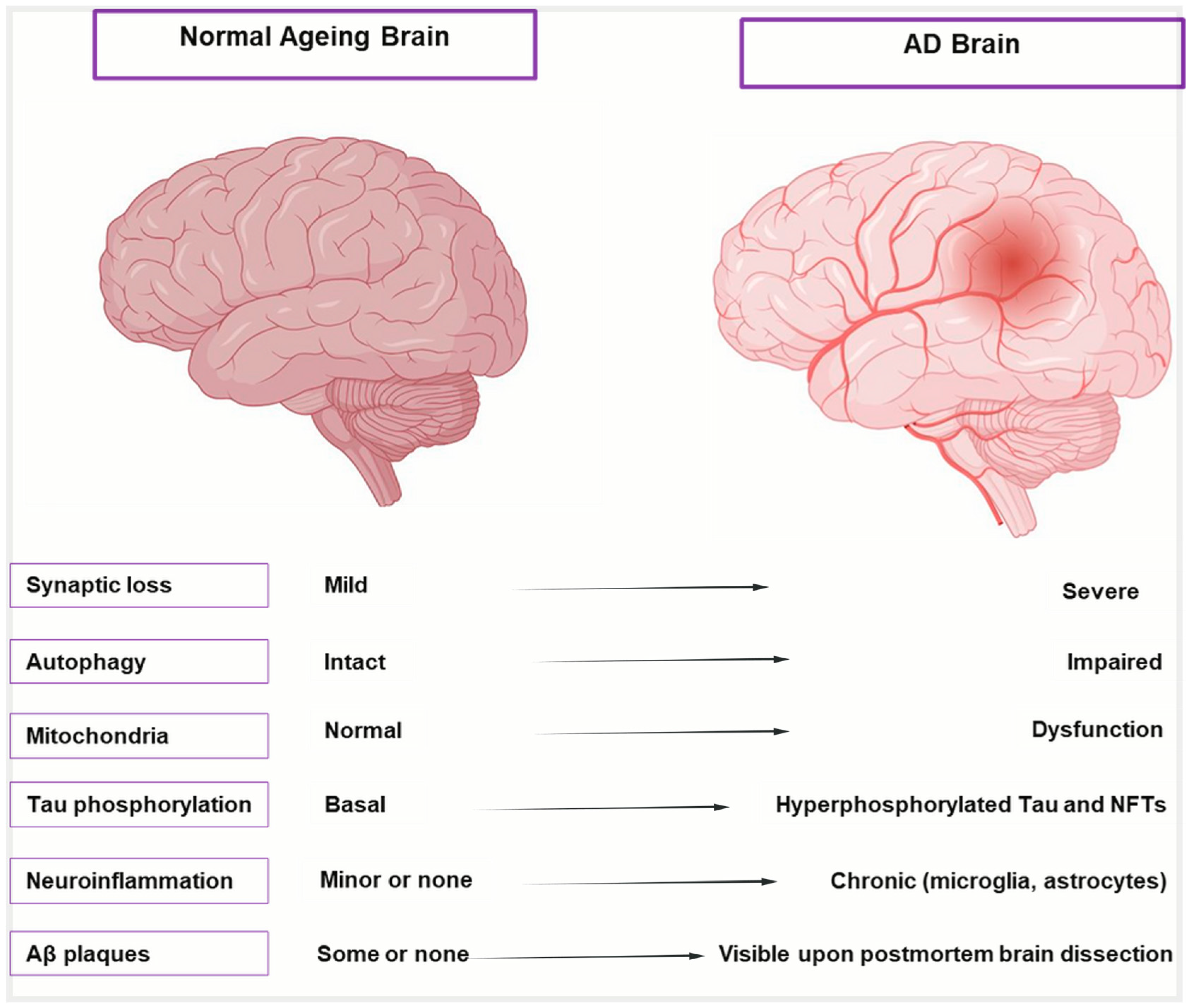 Antioxidants 14 00774 g001 Antioxidants 14 00774 g001