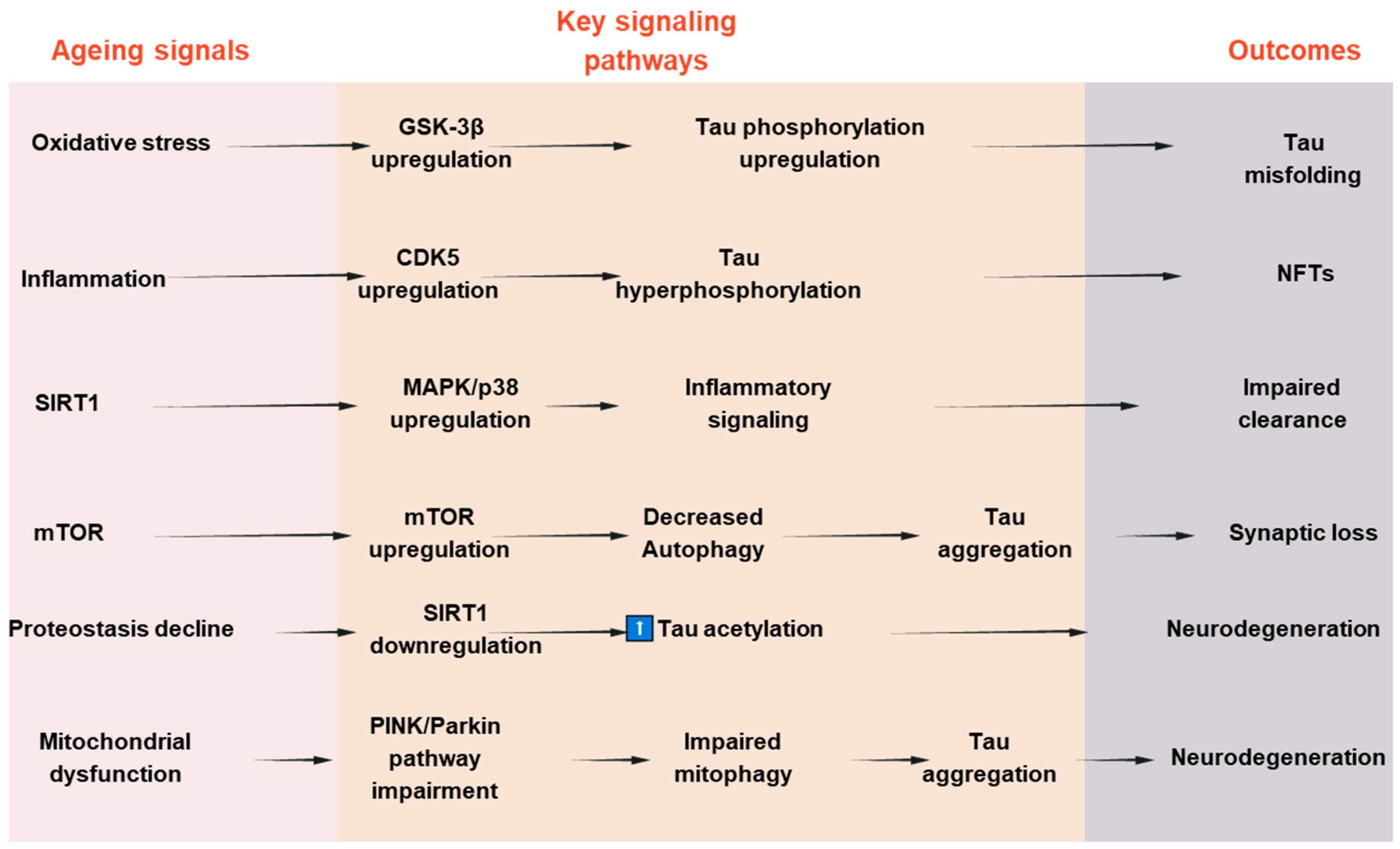 Antioxidants 14 00774 g003 Antioxidants 14 00774 g003