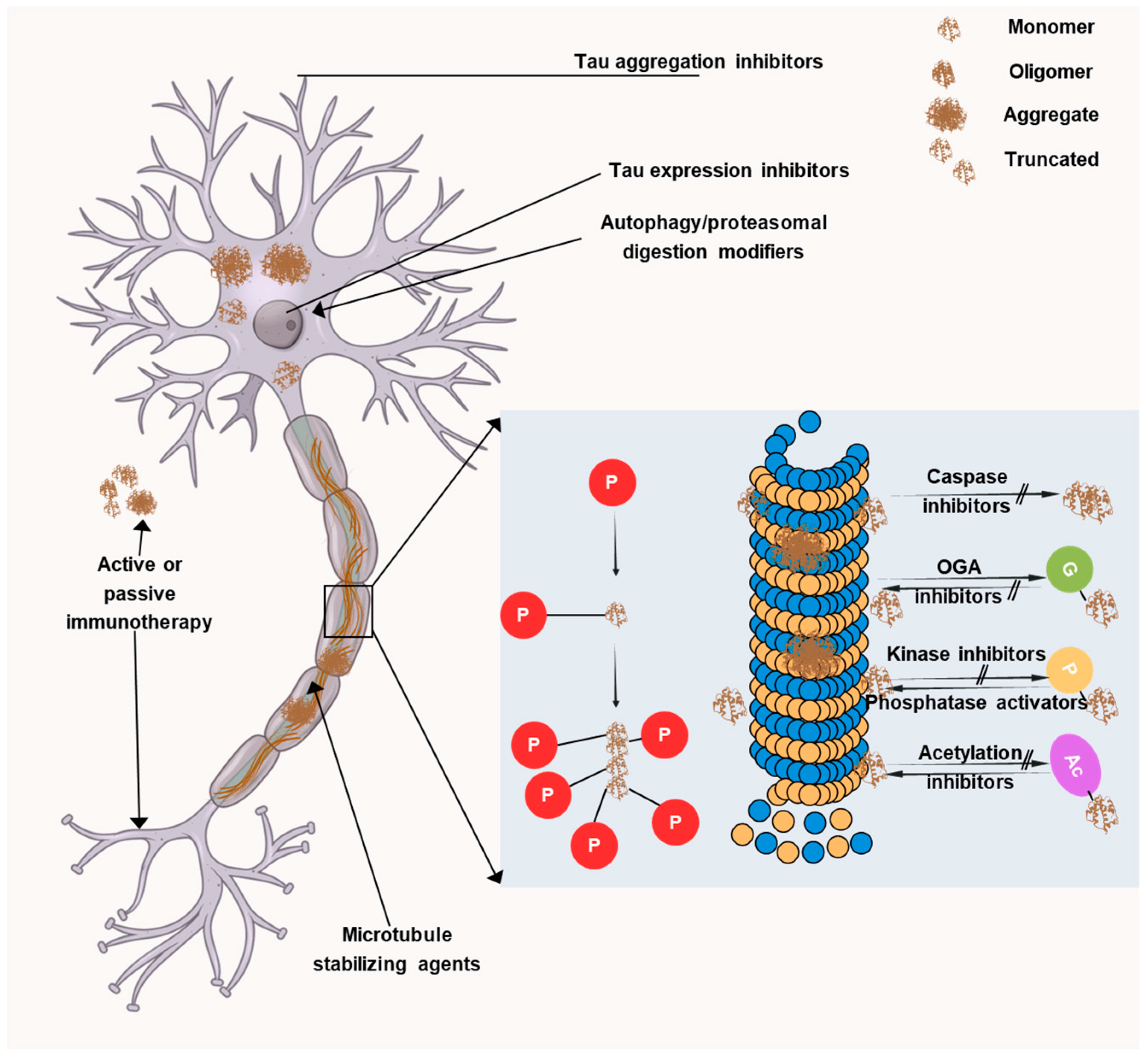 Antioxidants 14 00774 g006 Antioxidants 14 00774 g006