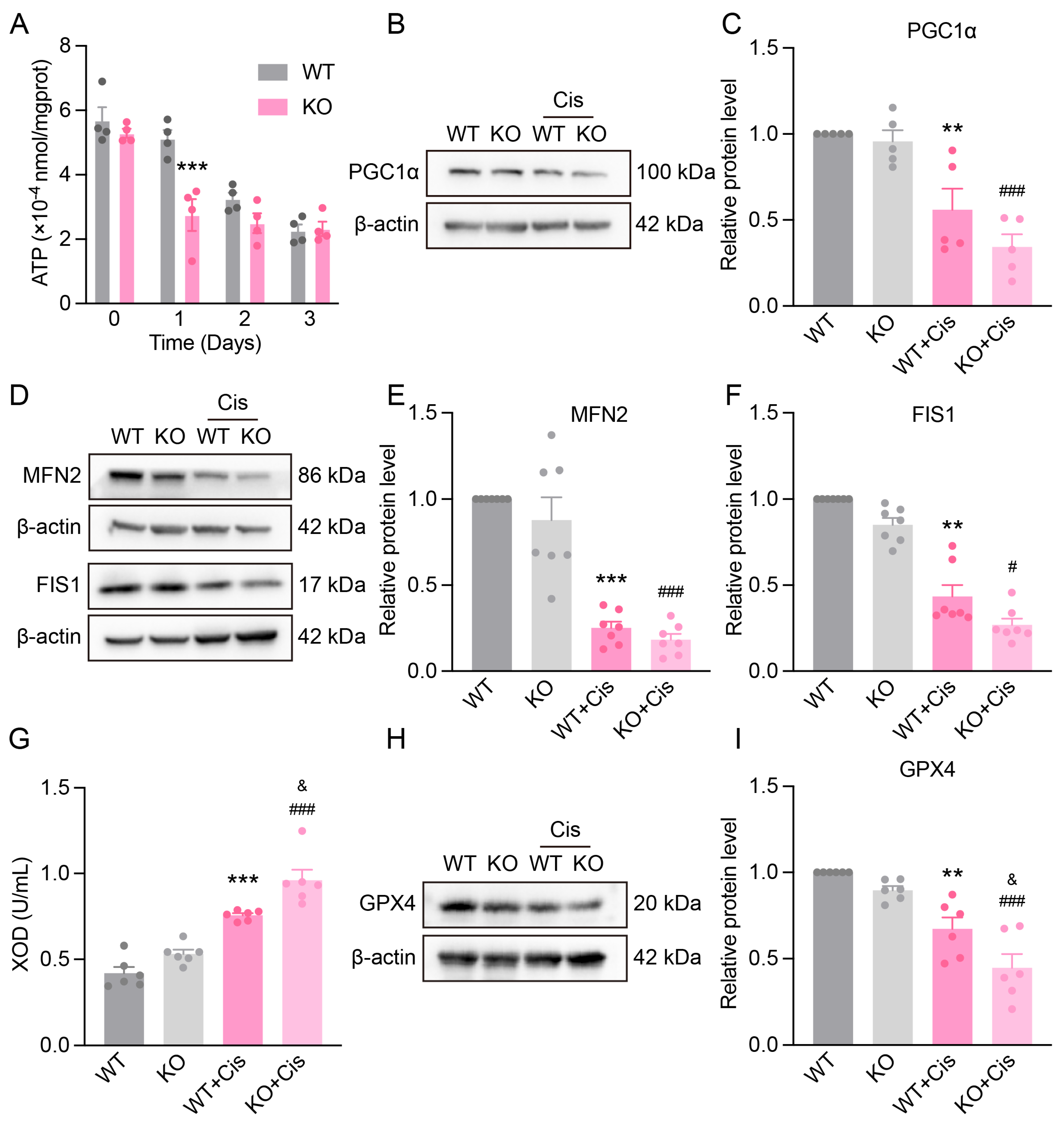 Antioxidants 14 00775 g006