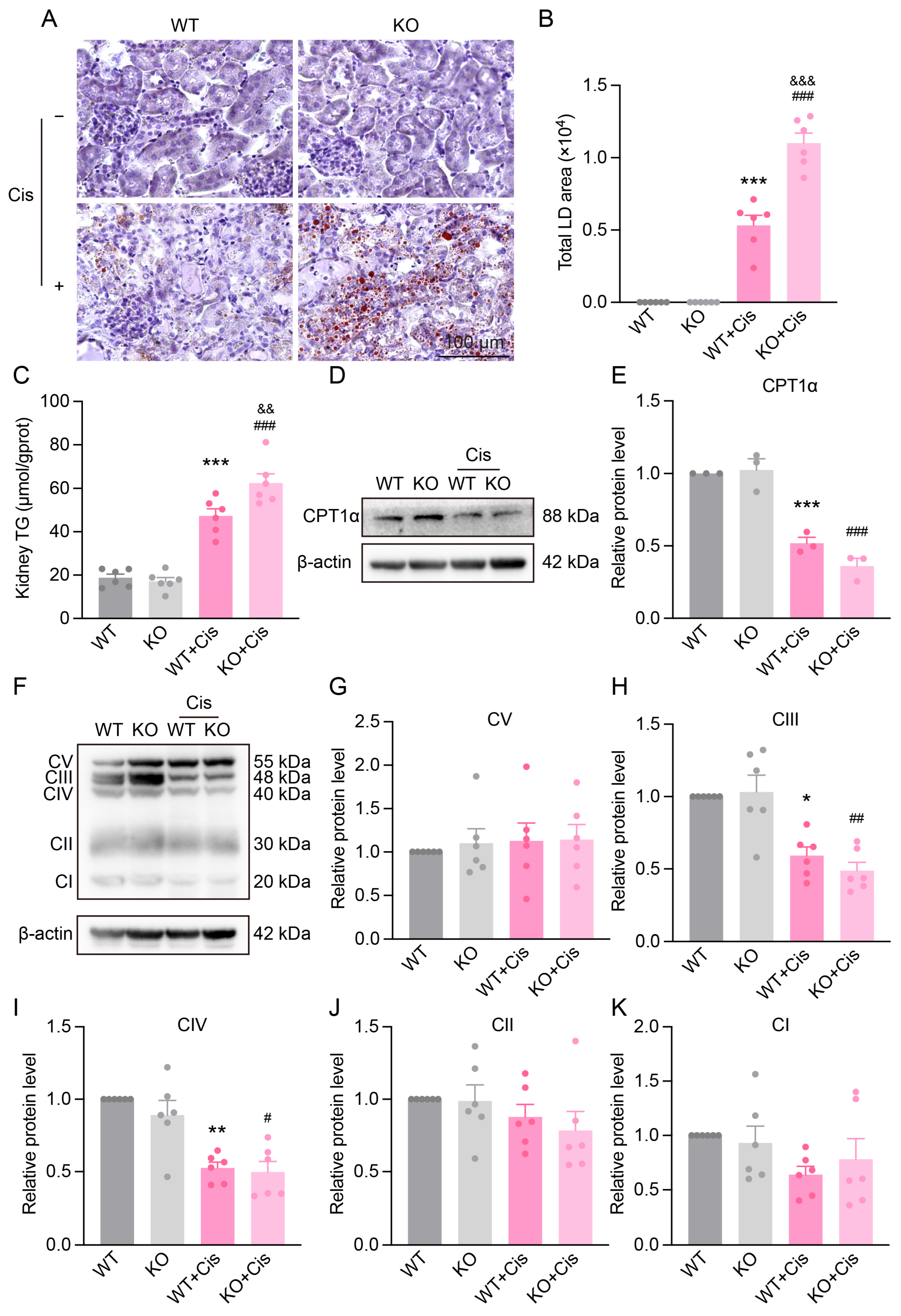 Antioxidants 14 00775 g007