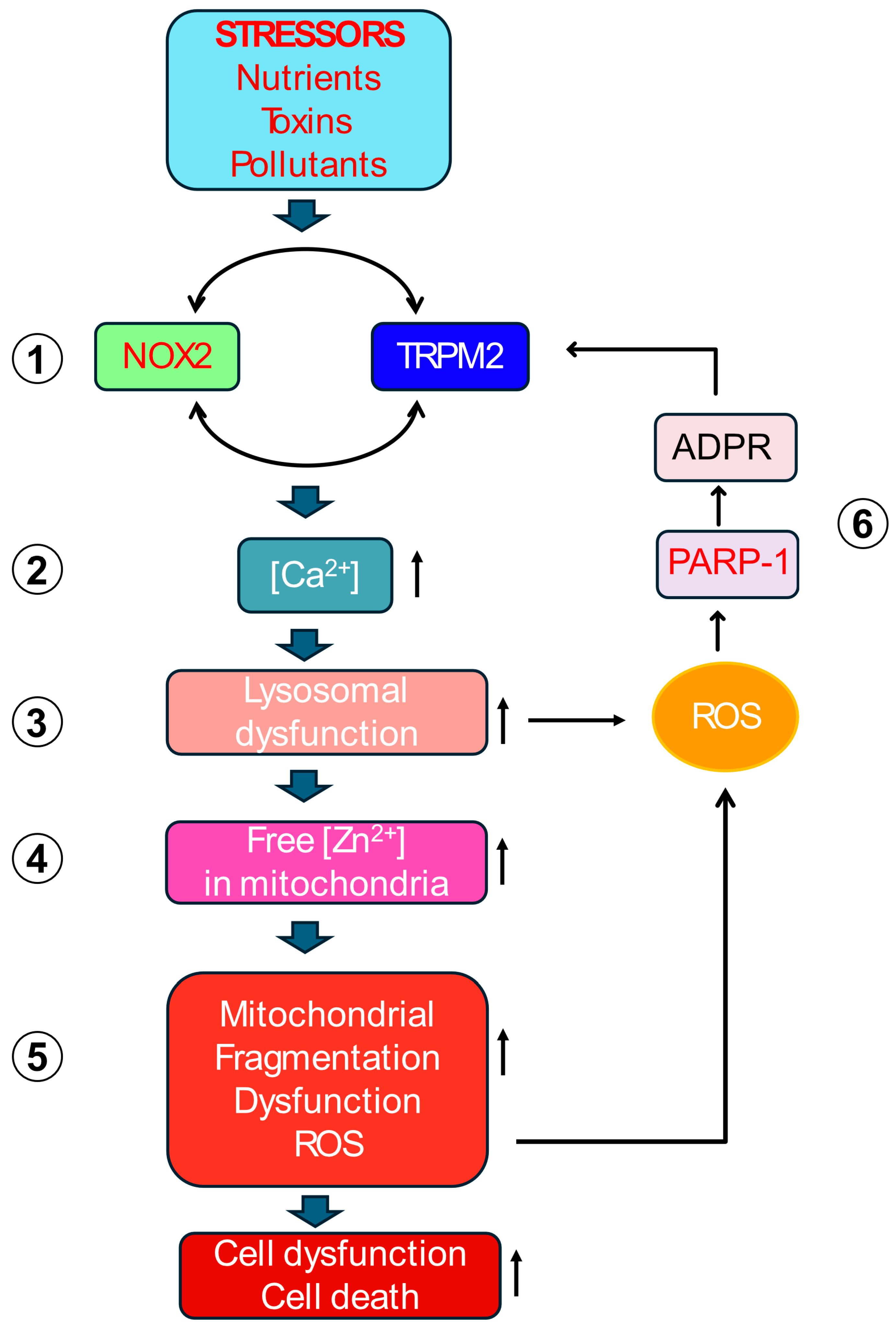 Antioxidants 14 00776 g003