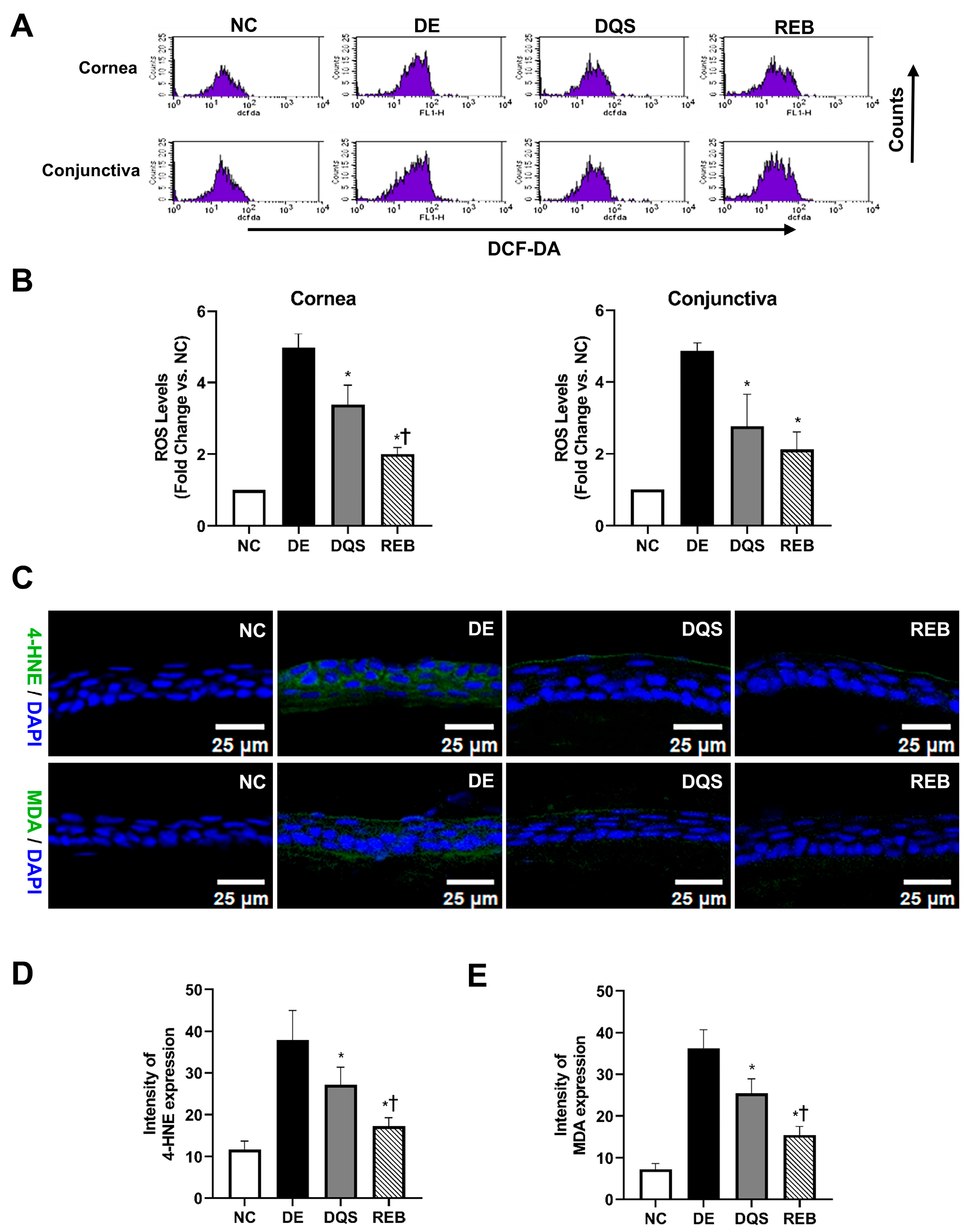 Antioxidants 14 00780 g003