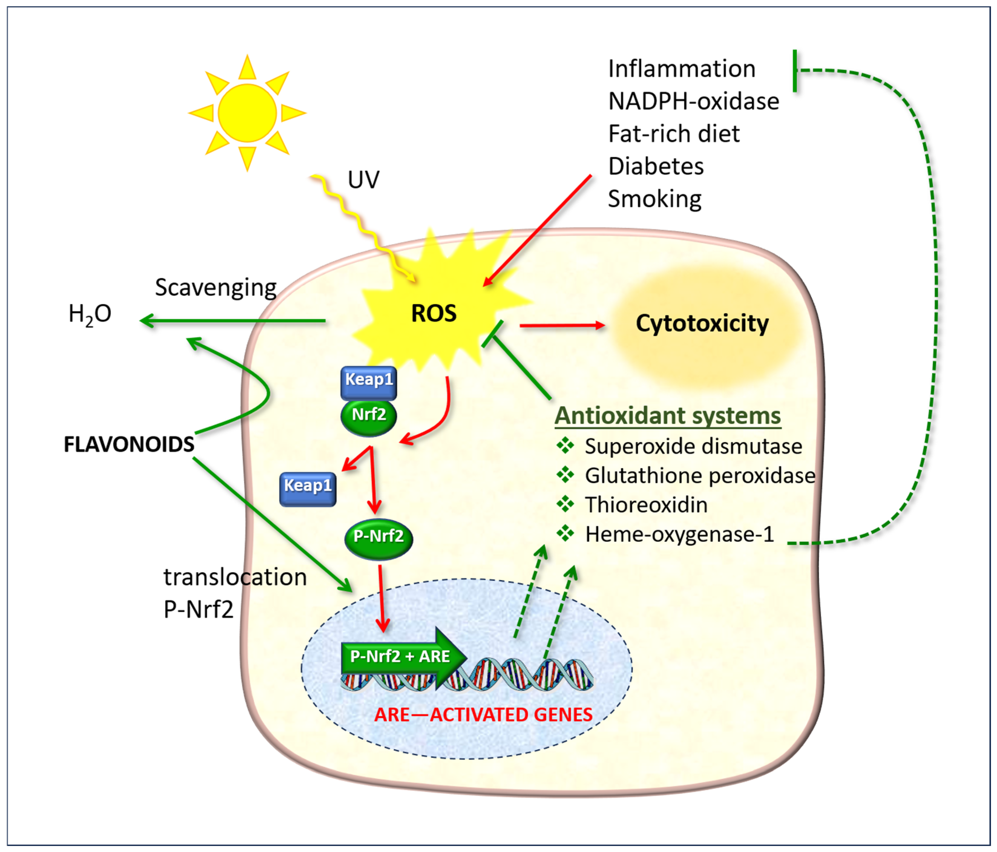Antioxidants 14 00788 g009