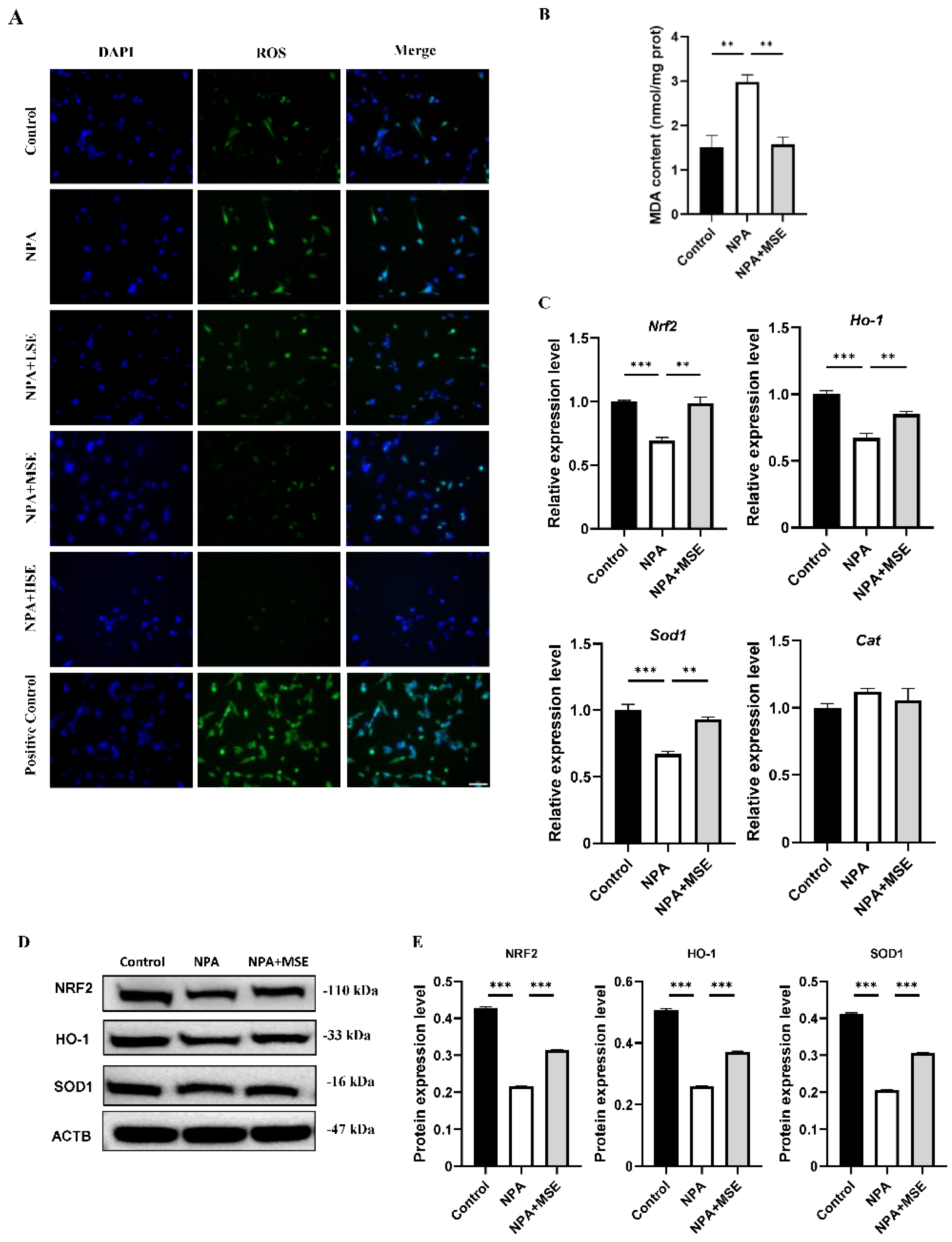 Antioxidants 14 00794 g005