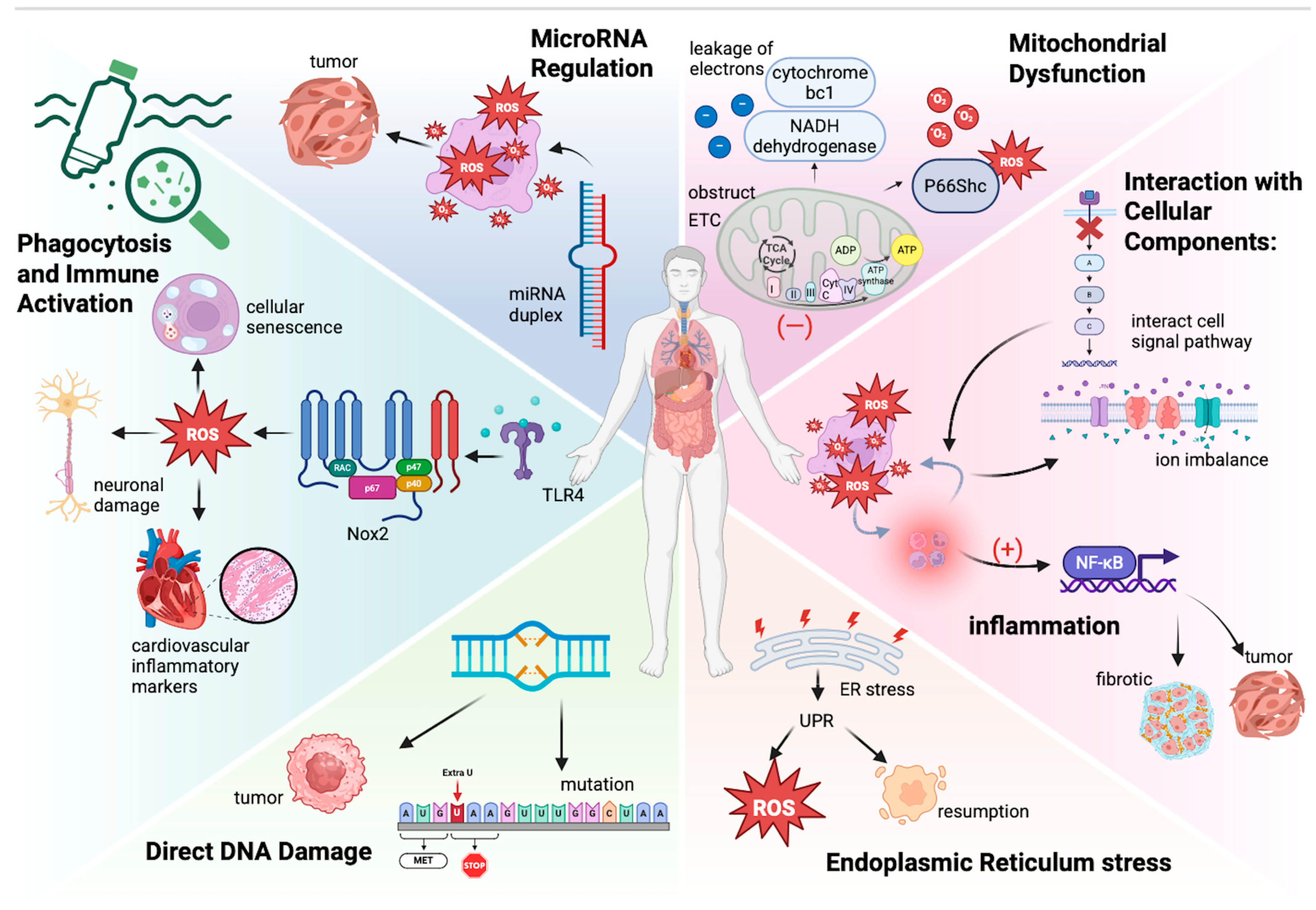 Antioxidants 14 00797 g001