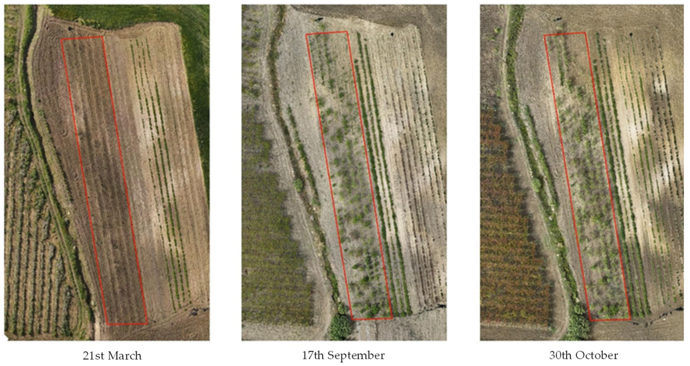 Antioxidants 14 00799 g001