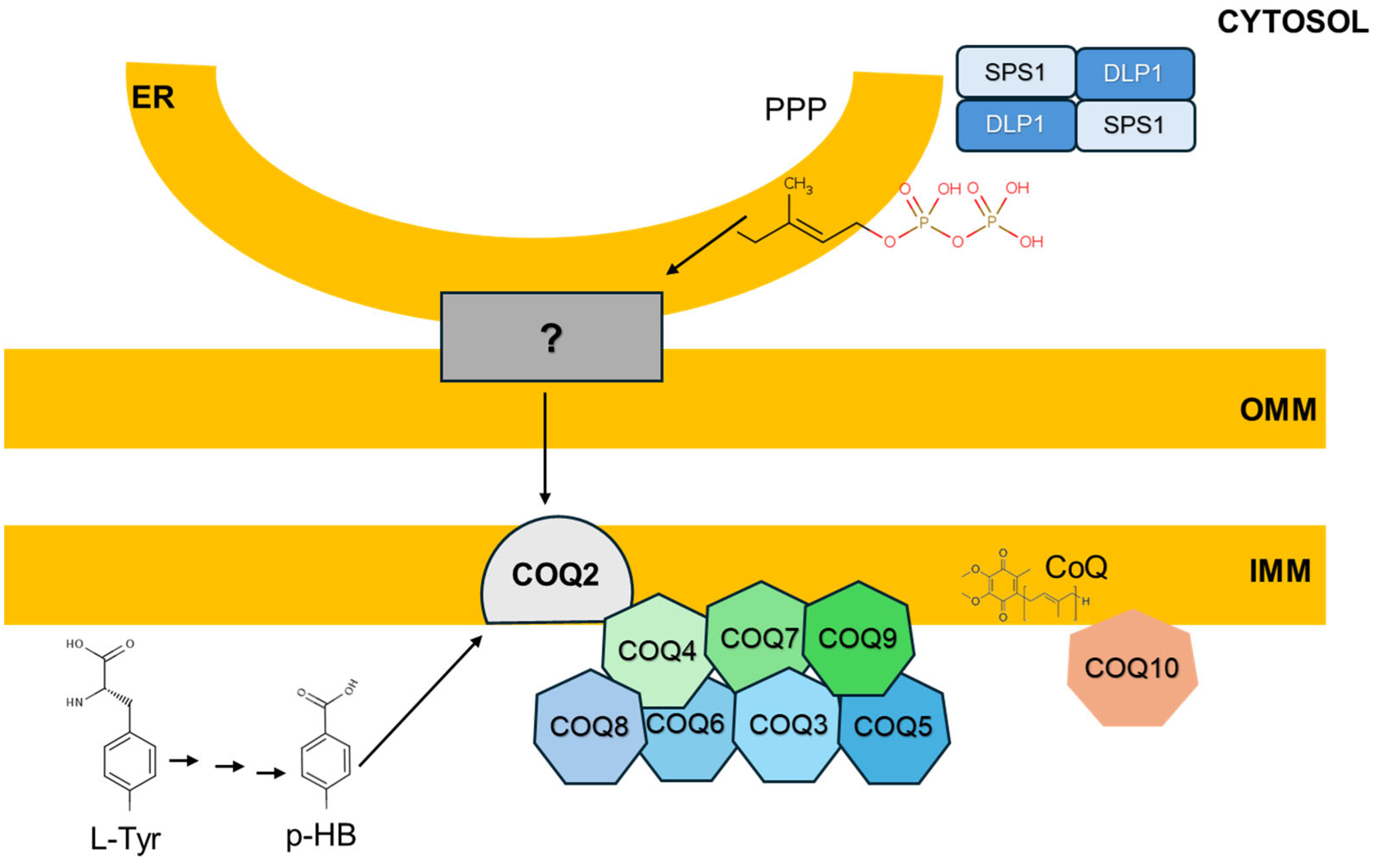 Antioxidants 14 00800 g001