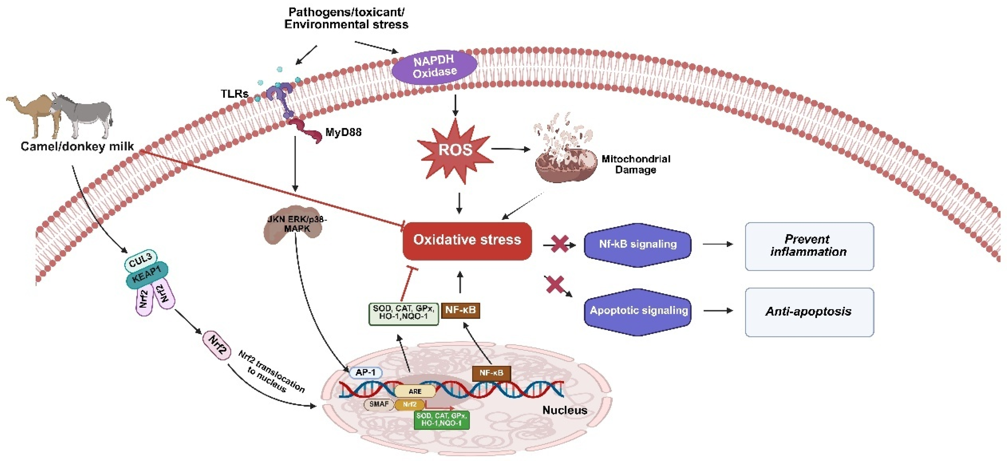 Antioxidants 14 00801 g001
