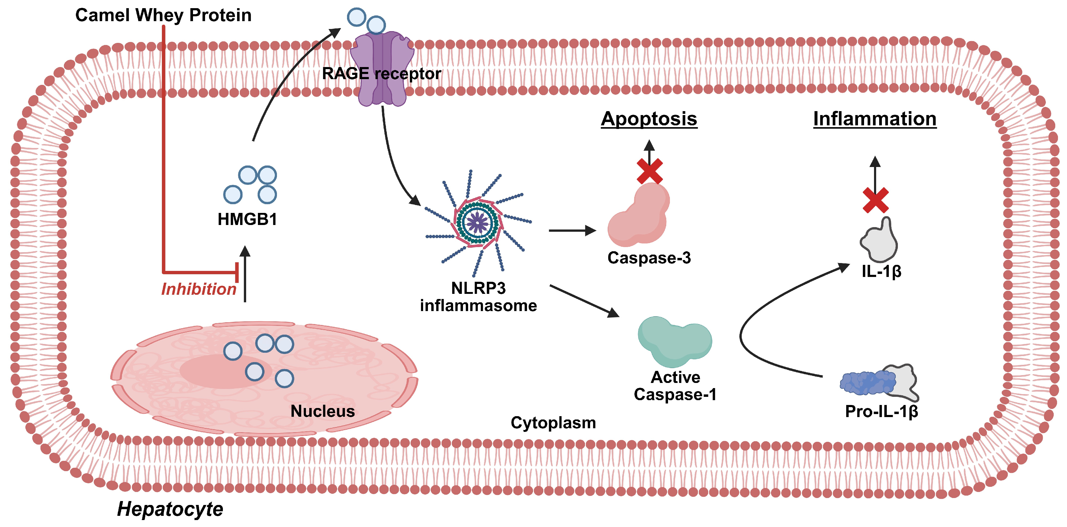 Antioxidants 14 00801 g003