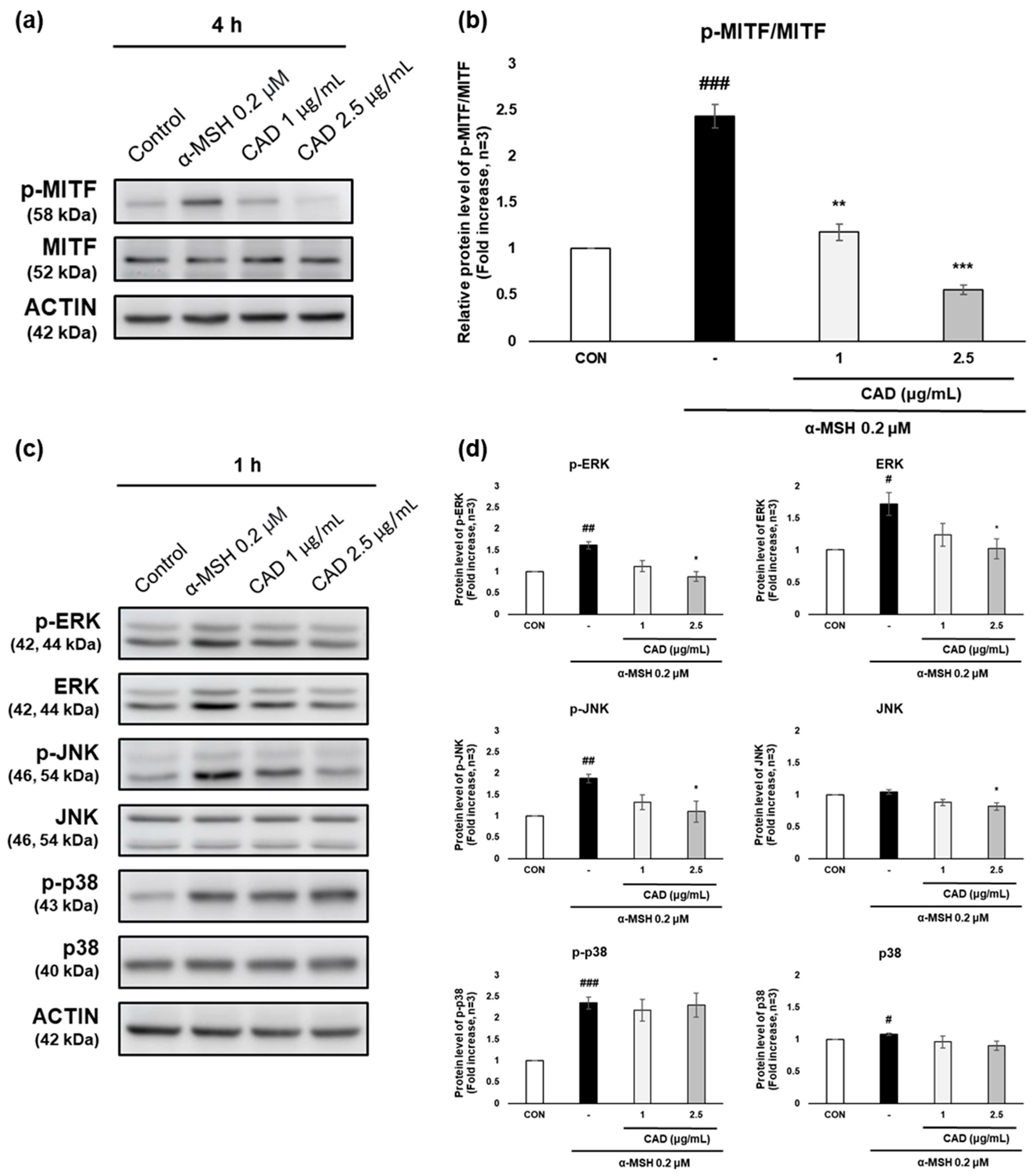 Antioxidants 14 00806 g005