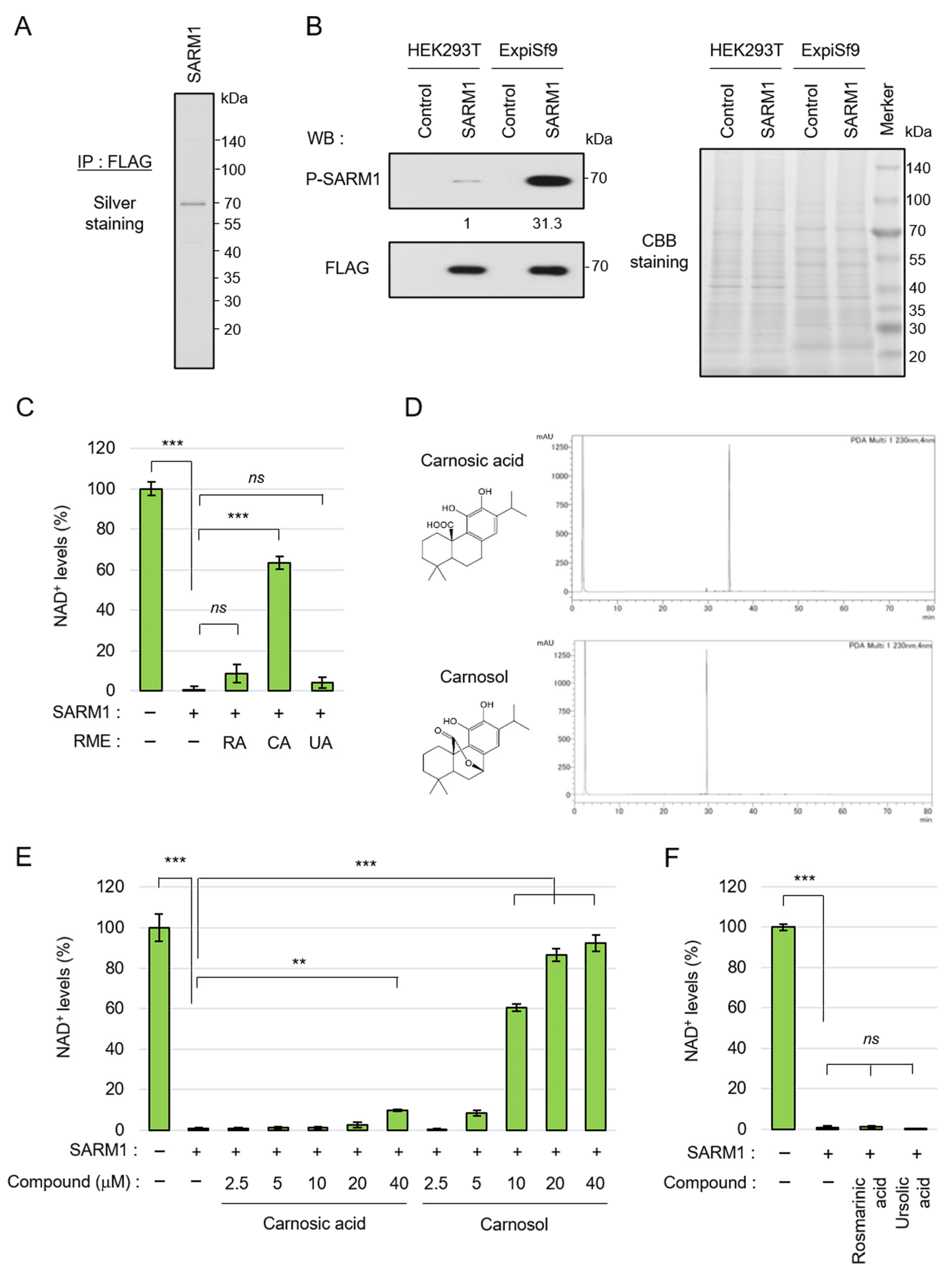 Antioxidants 14 00808 g001