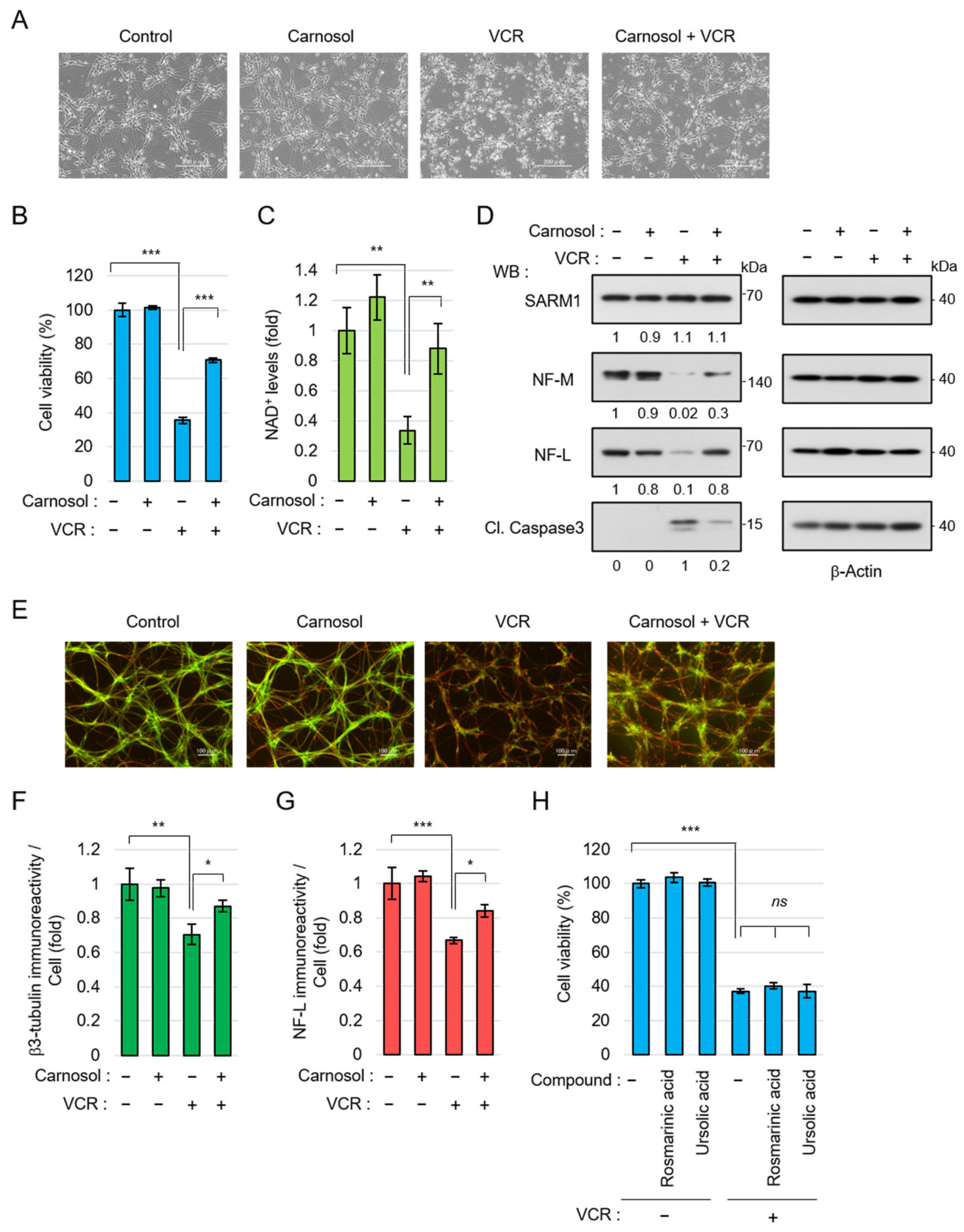 Antioxidants 14 00808 g004