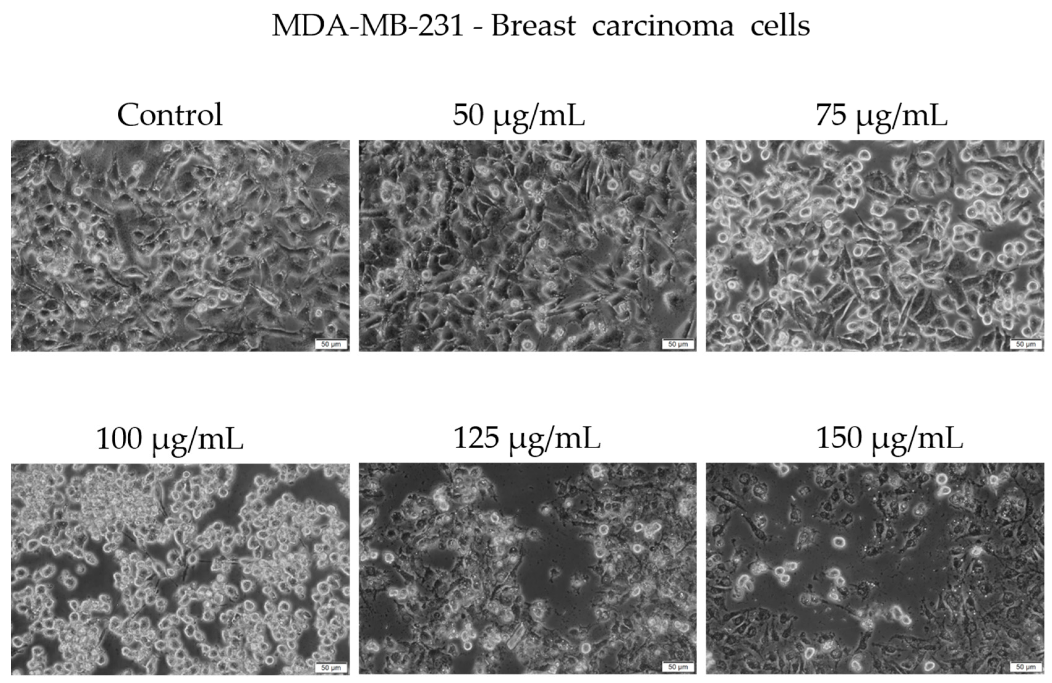 Antioxidants 14 00810 g006