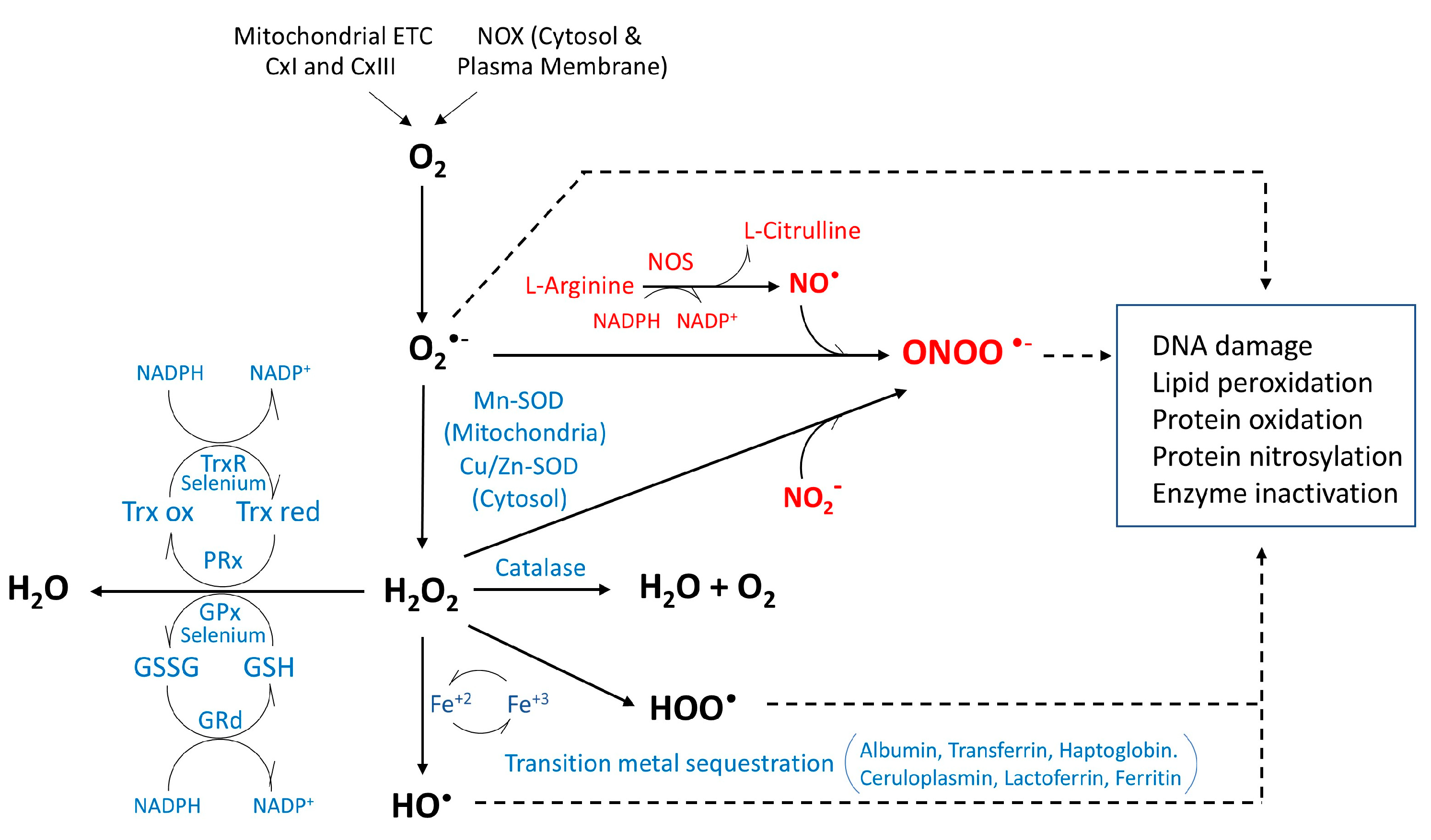 Antioxidants 14 00812 g001