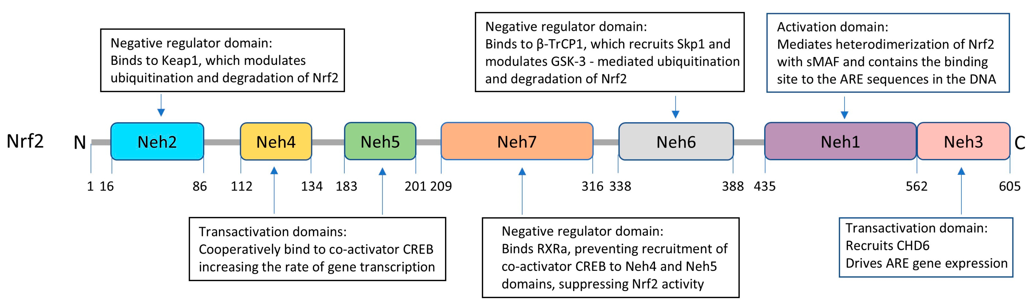 Antioxidants 14 00812 g003