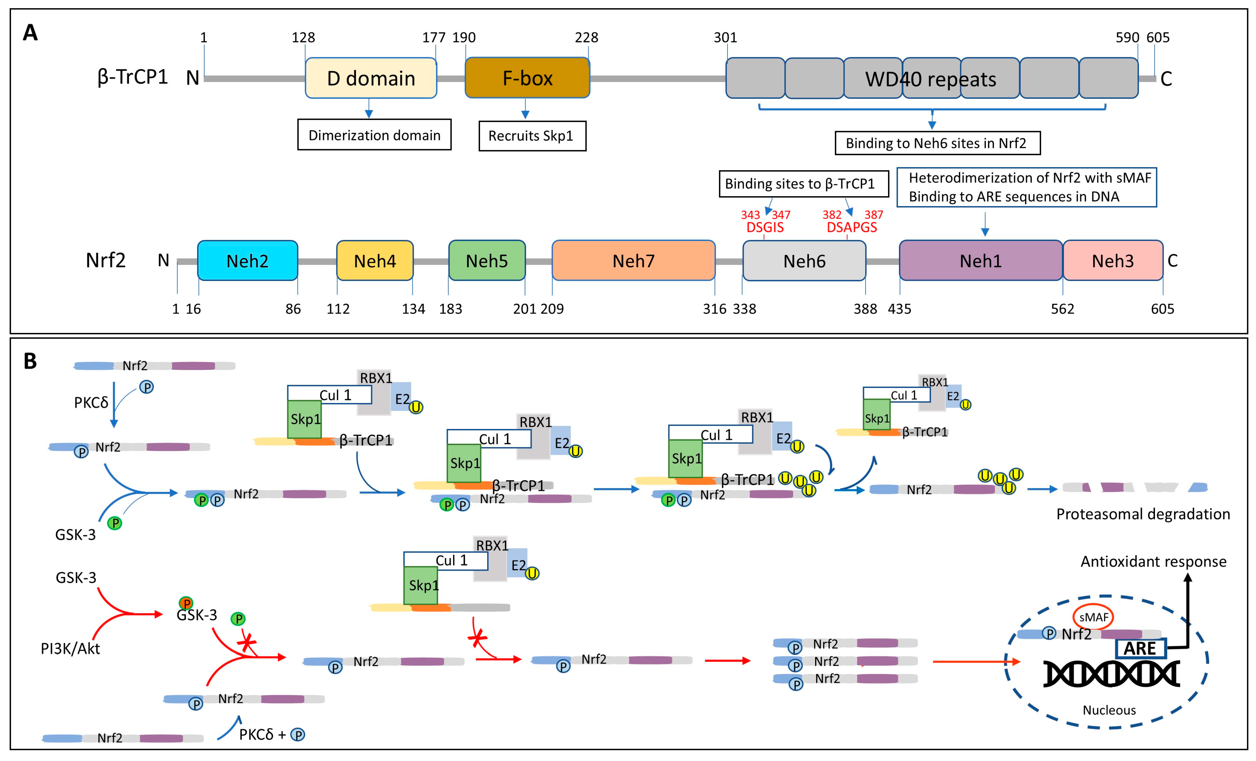 Antioxidants 14 00812 g005