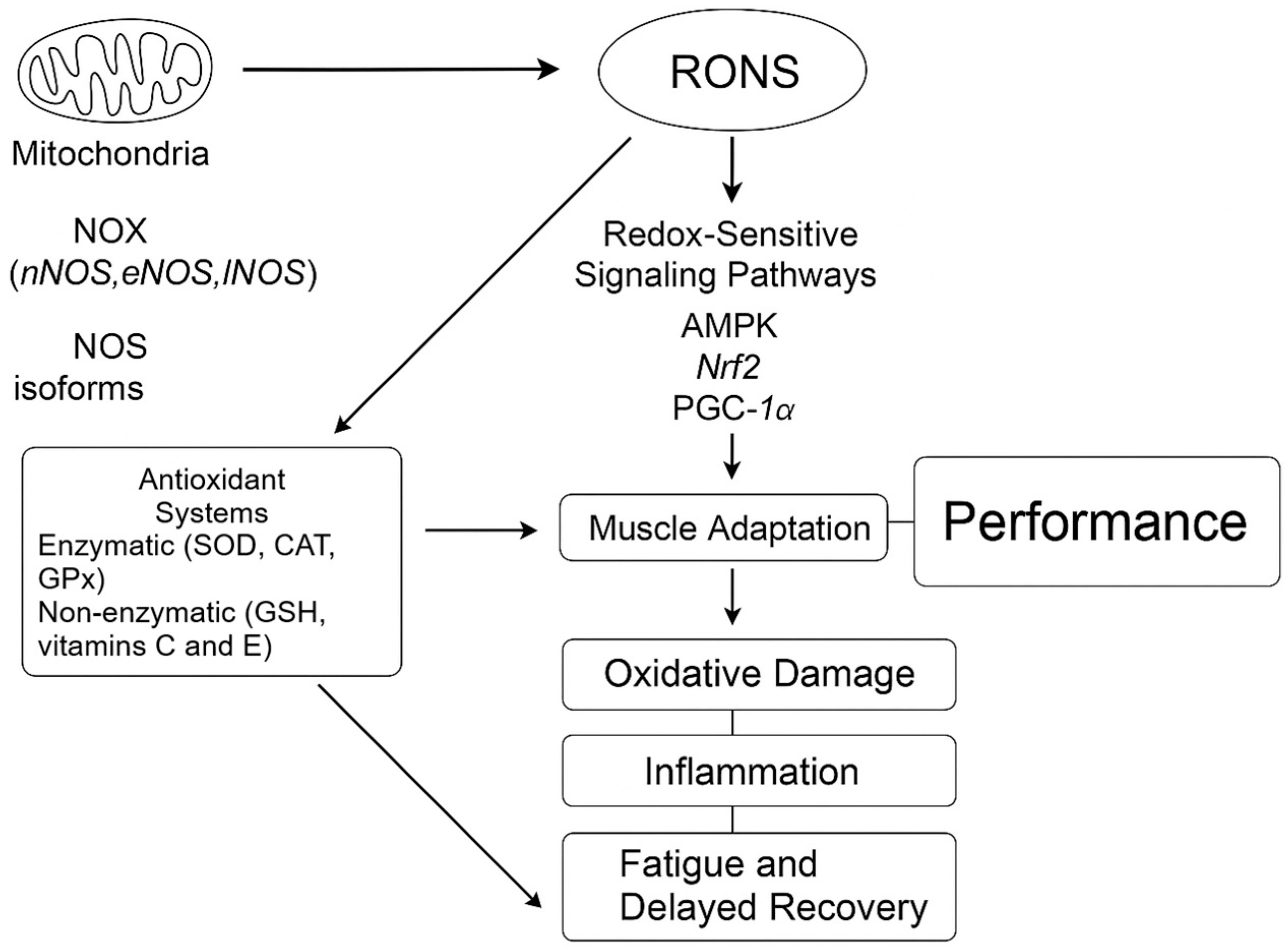 Antioxidants 14 00815 g001