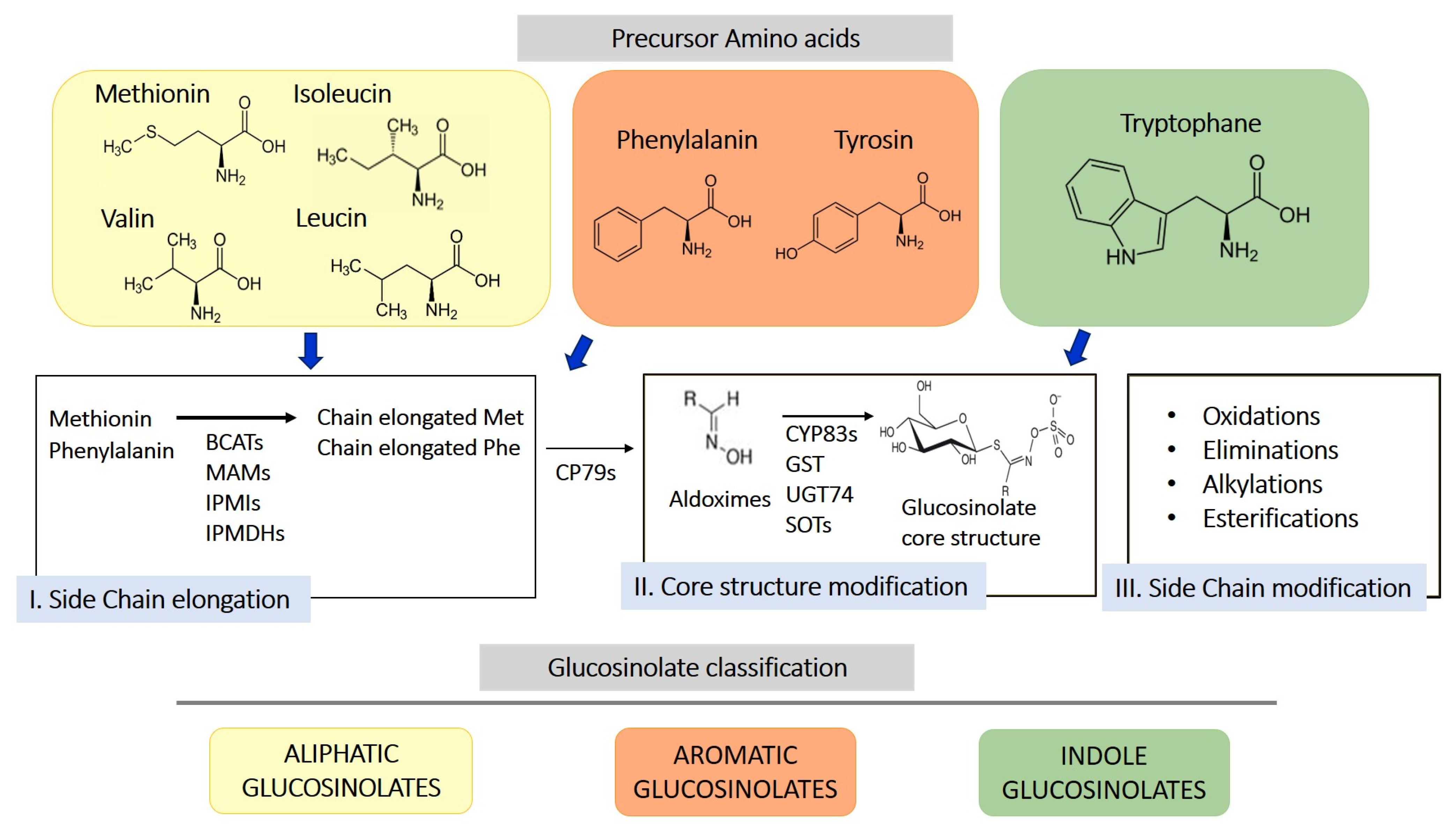 Antioxidants 14 00818 g001
