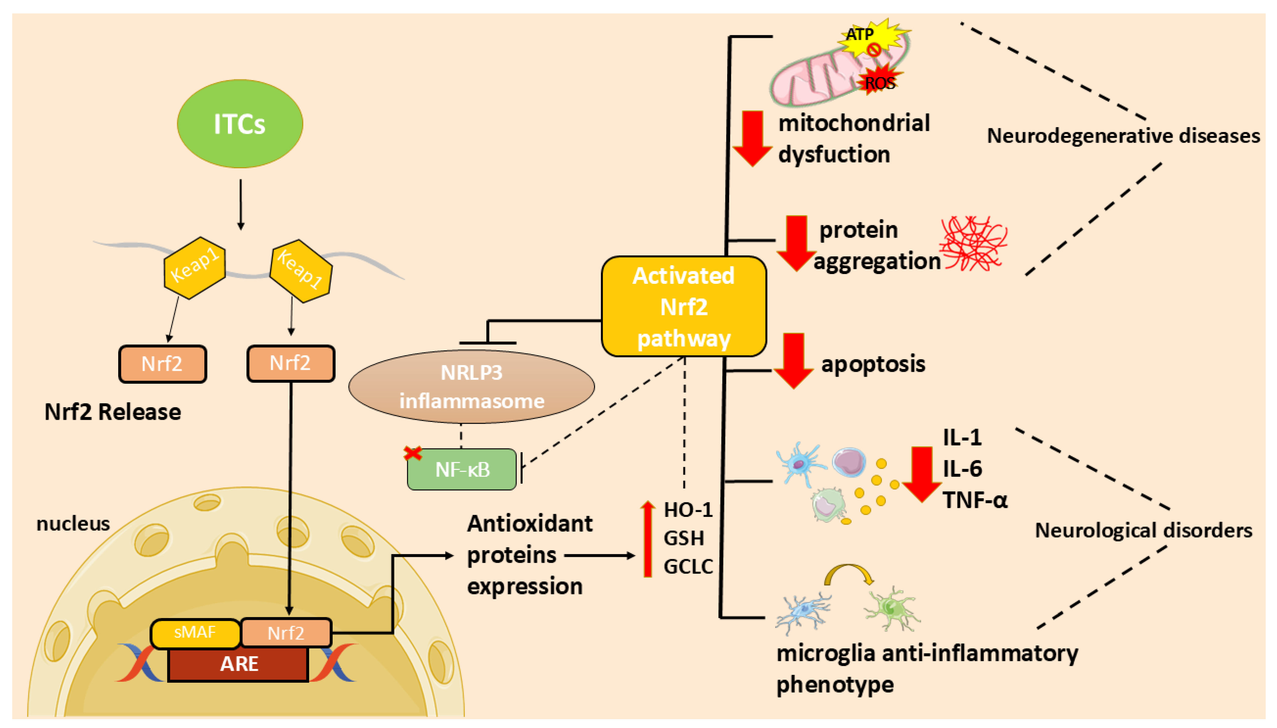 Antioxidants 14 00818 g003