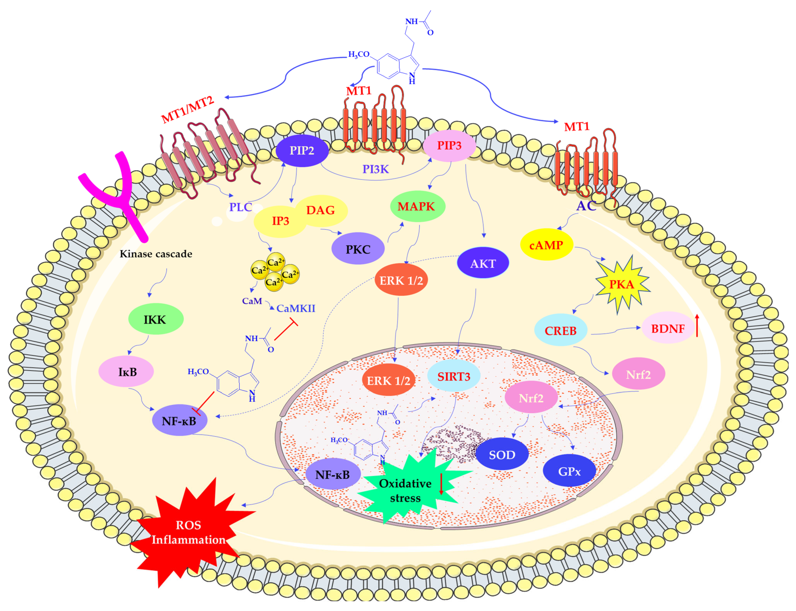 Antioxidants 14 00819 sch004