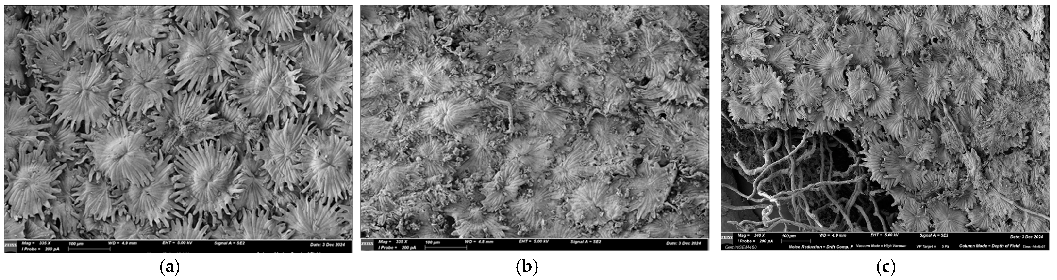 Antioxidants 14 00821 g002