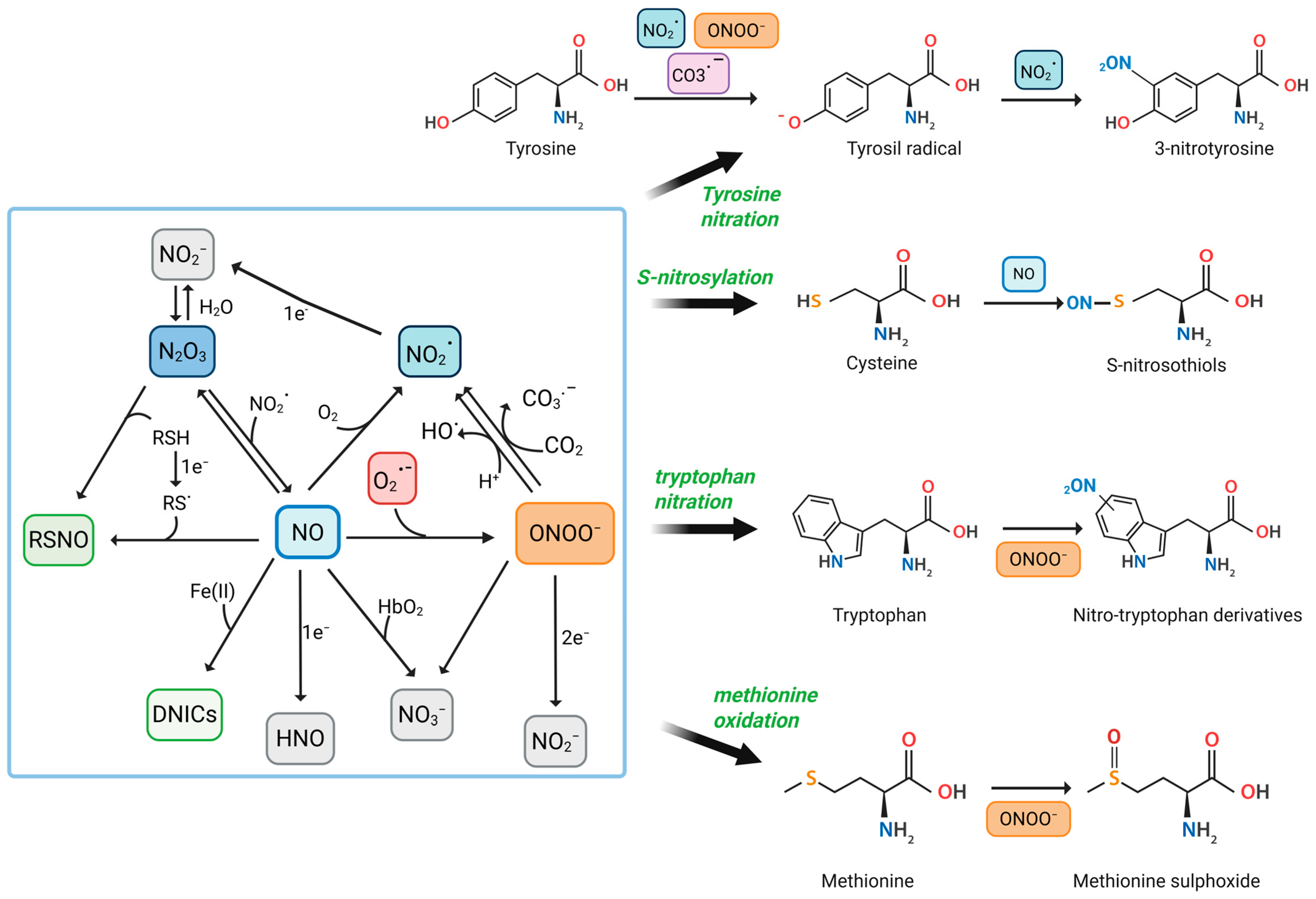 Antioxidants 14 00825 g001 Antioxidants 14 00825 g001