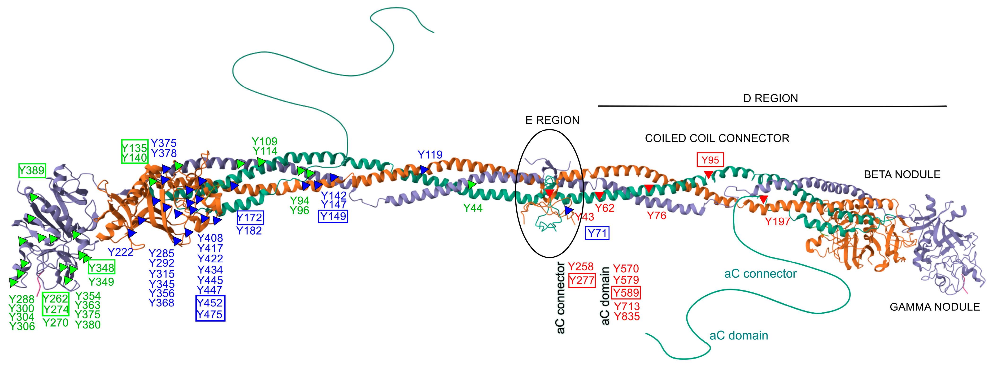Antioxidants 14 00825 g002 Antioxidants 14 00825 g002