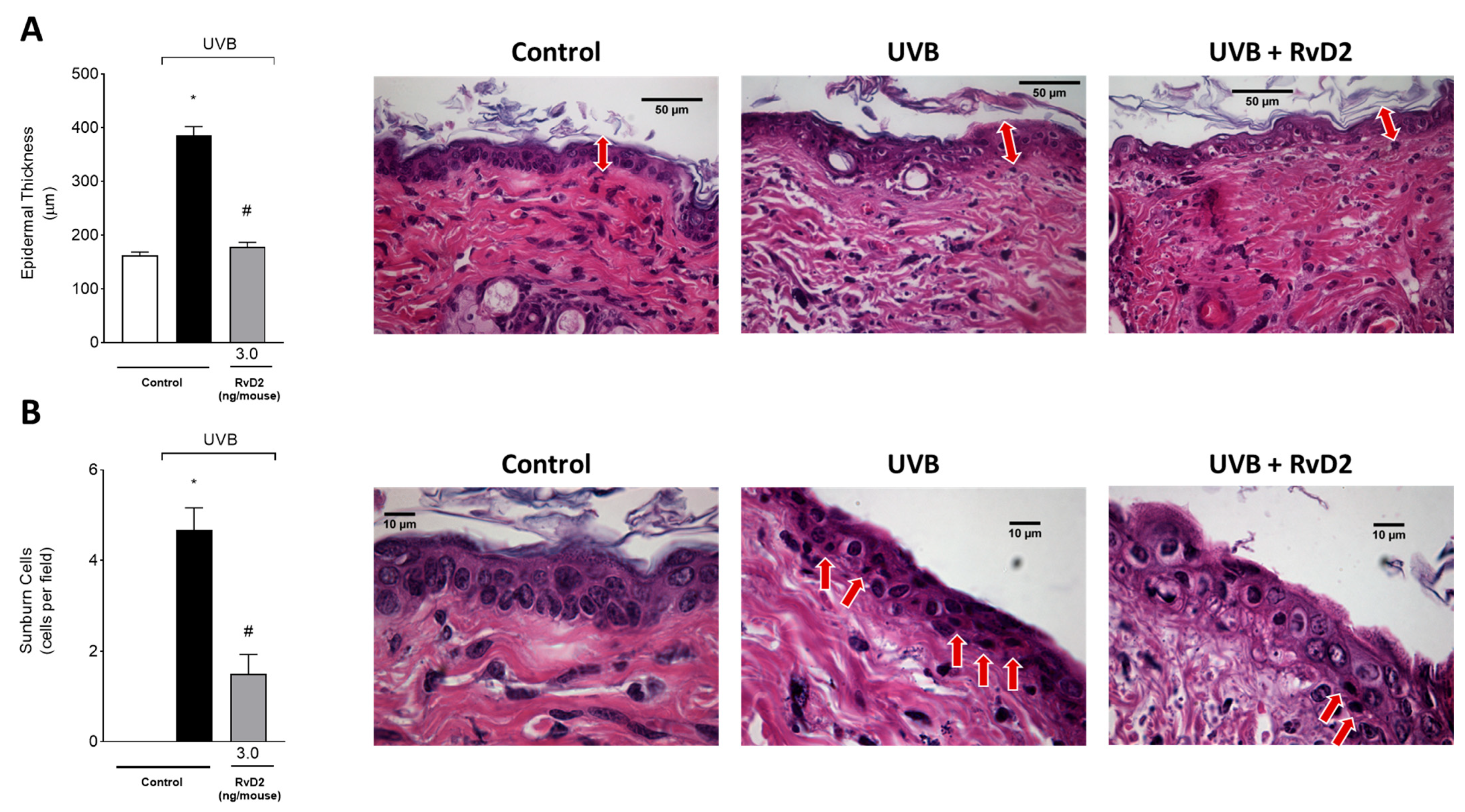 Antioxidants 14 00830 g005 Antioxidants 14 00830 g005
