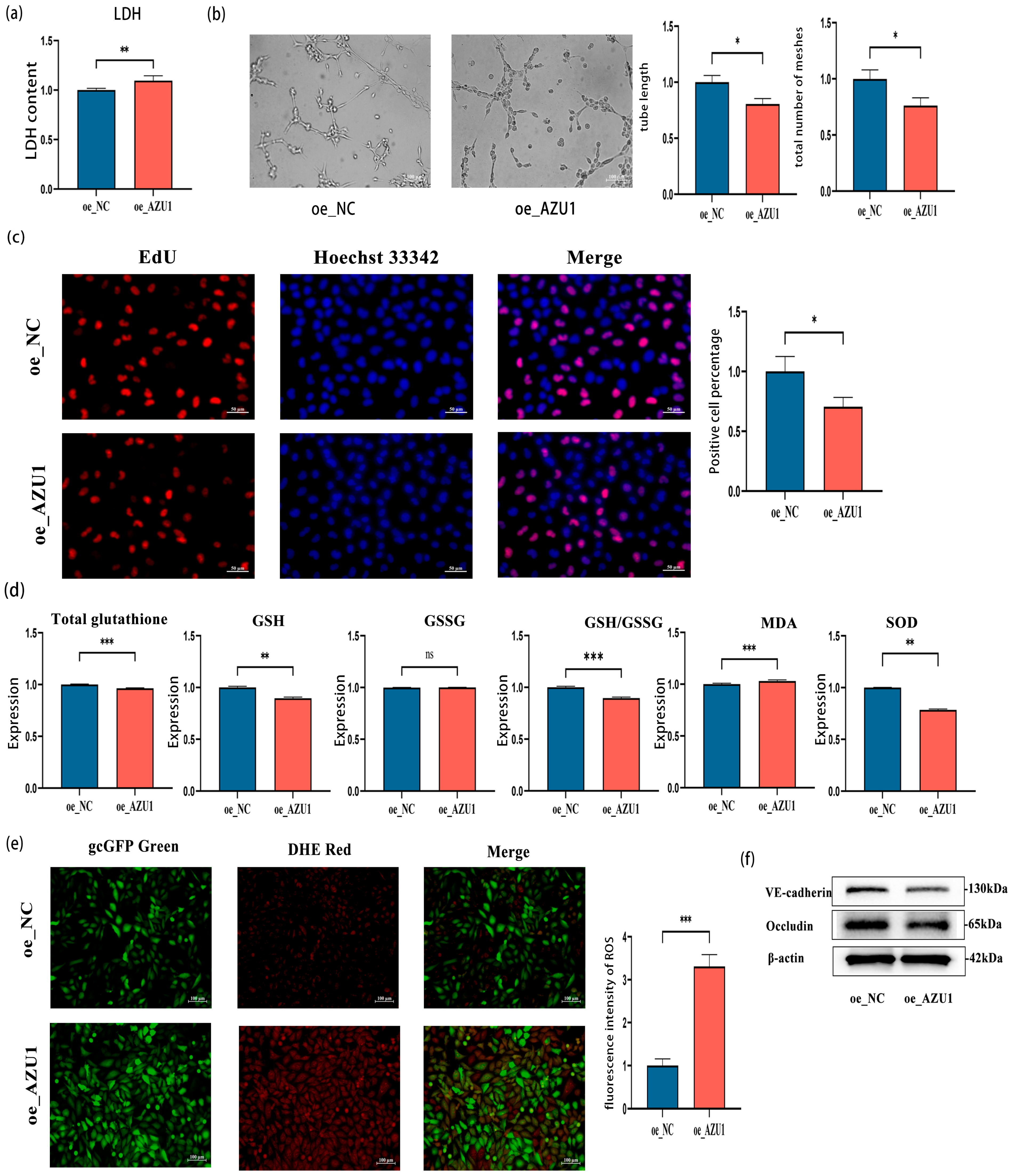 Antioxidants 14 00835 g007 Antioxidants 14 00835 g007