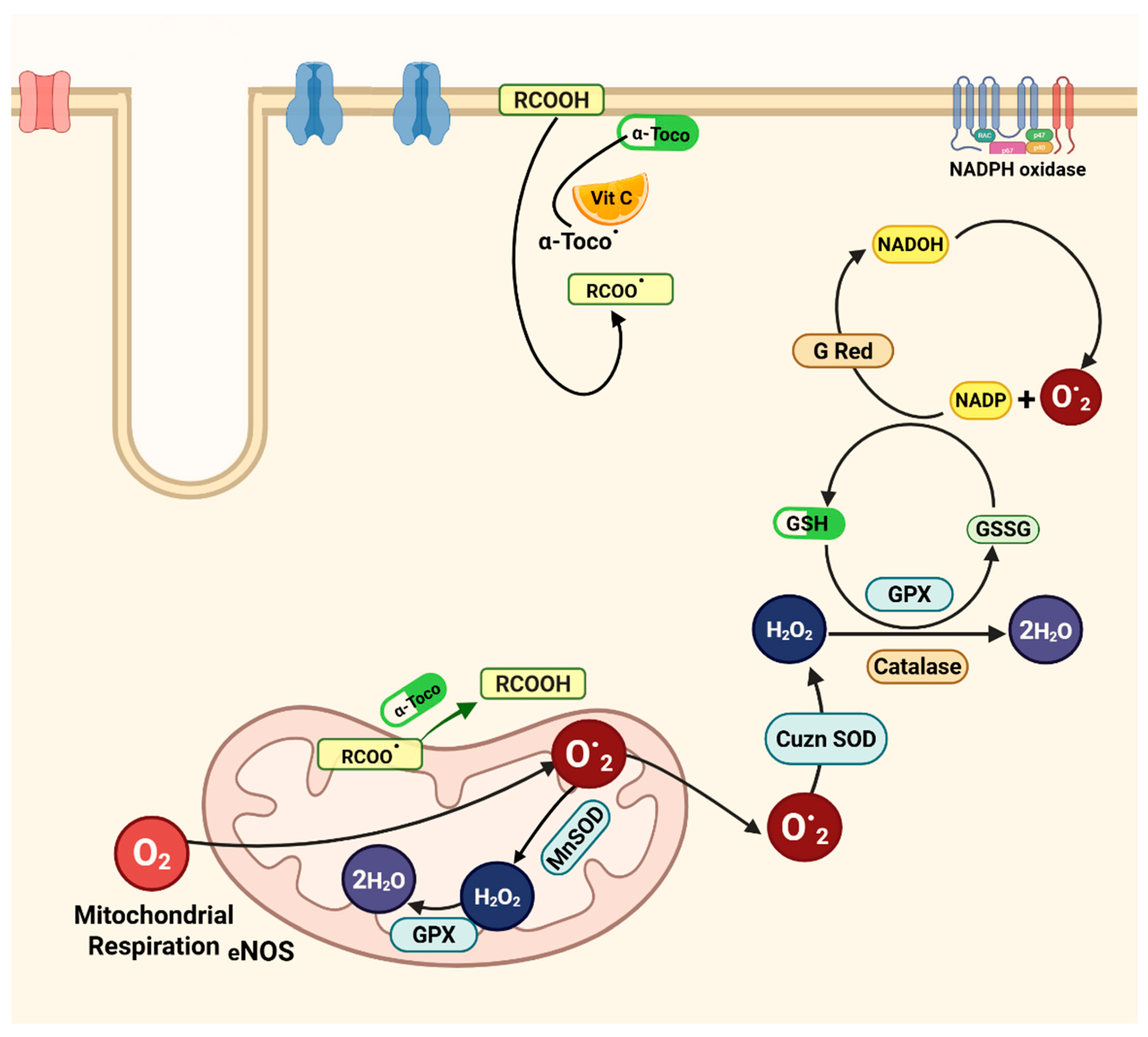 Antioxidants 14 00836 g003
