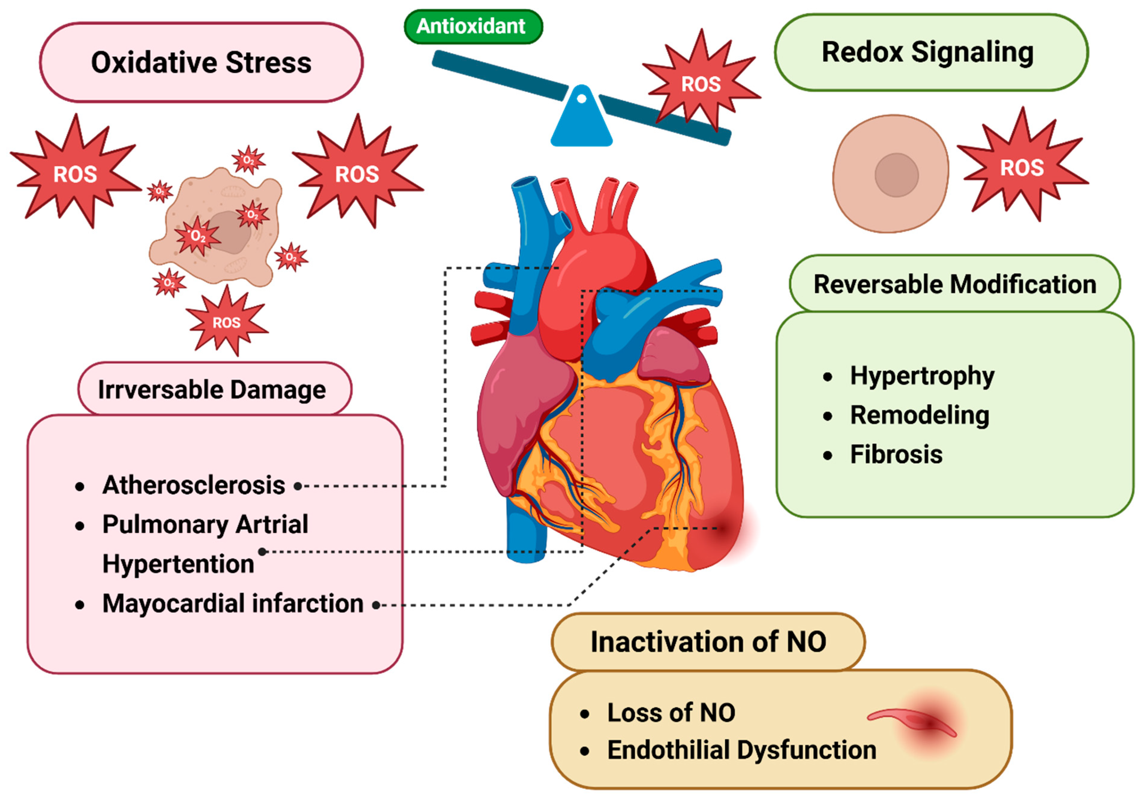 Antioxidants 14 00836 g004
