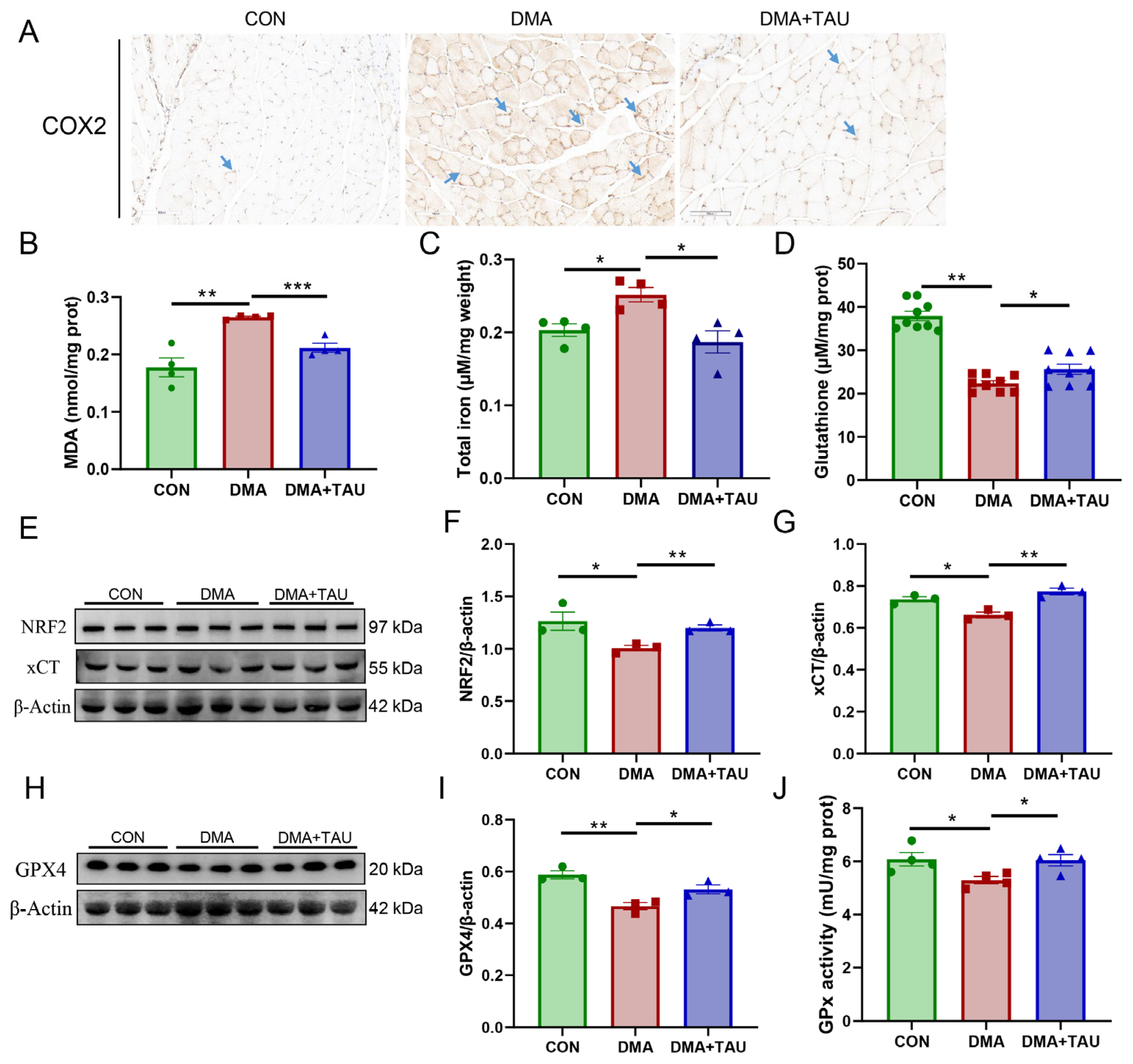 Antioxidants 14 00847 g003