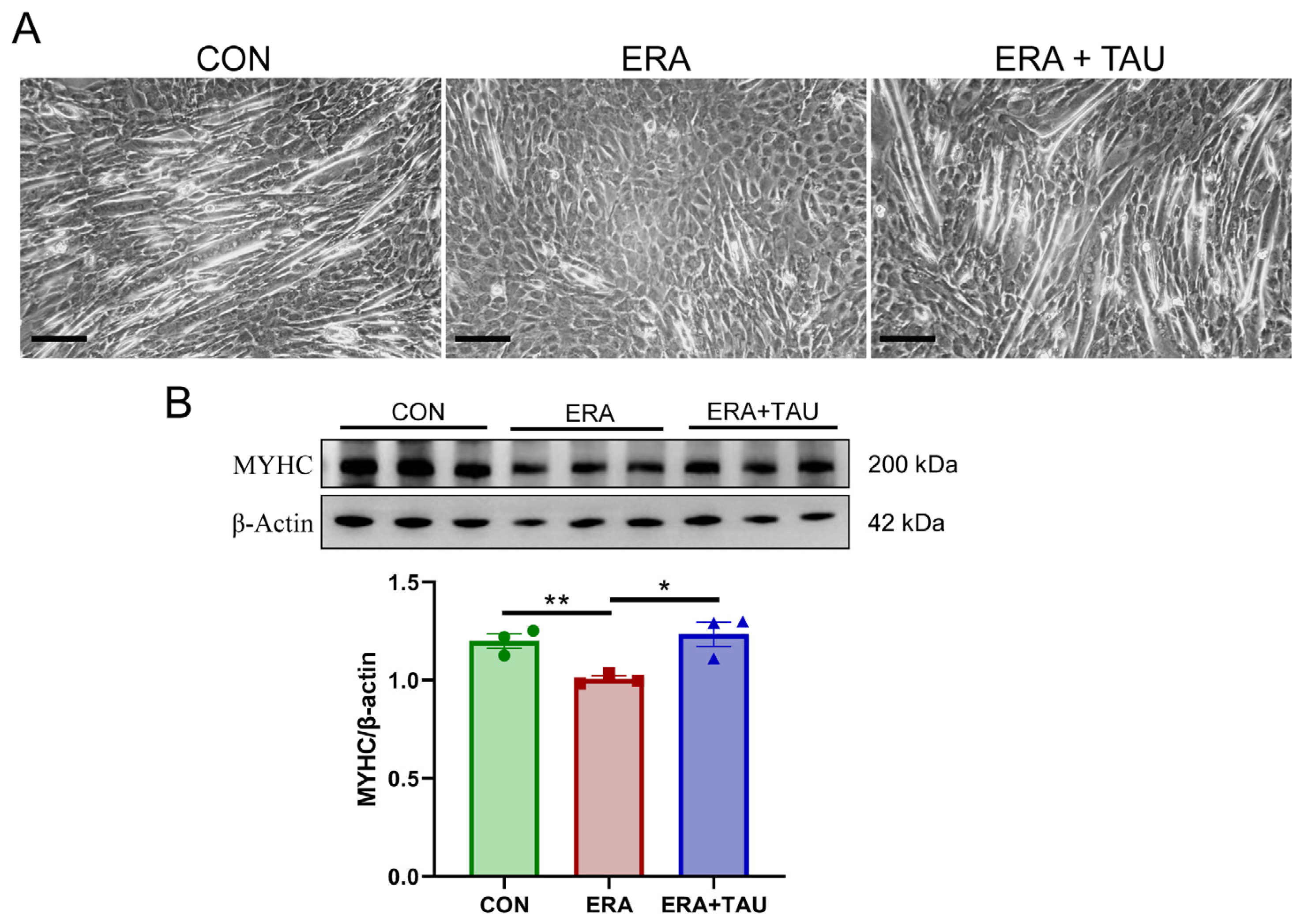Antioxidants 14 00847 g006