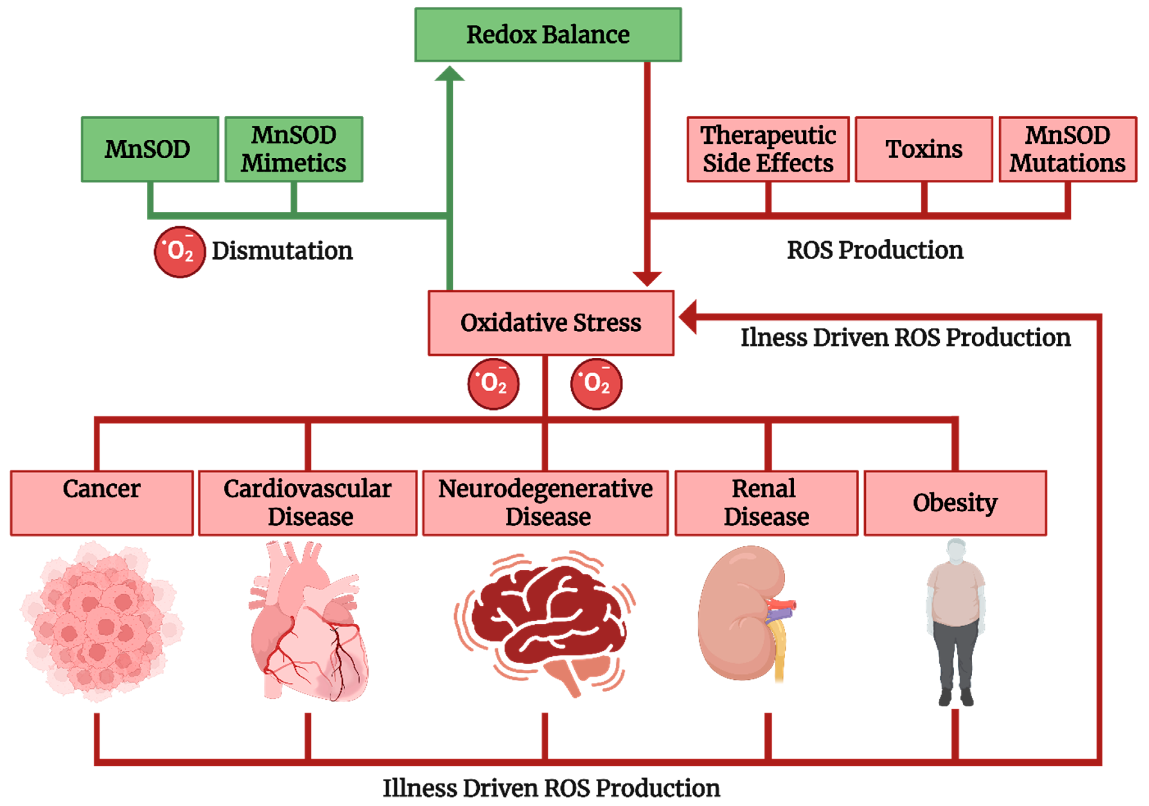 Antioxidants 14 00848 g001 Antioxidants 14 00848 g001