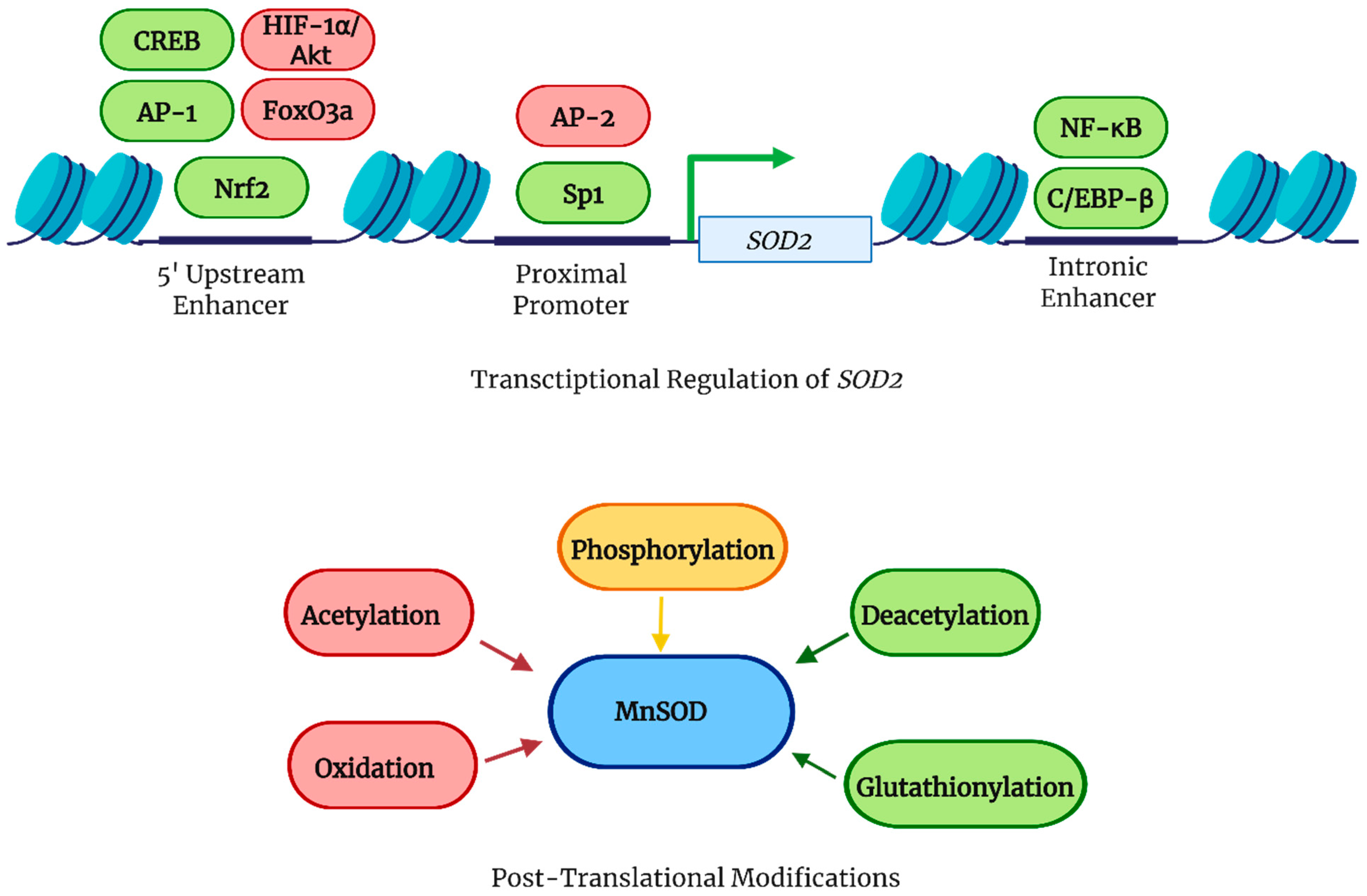 Antioxidants 14 00848 g003 Antioxidants 14 00848 g003