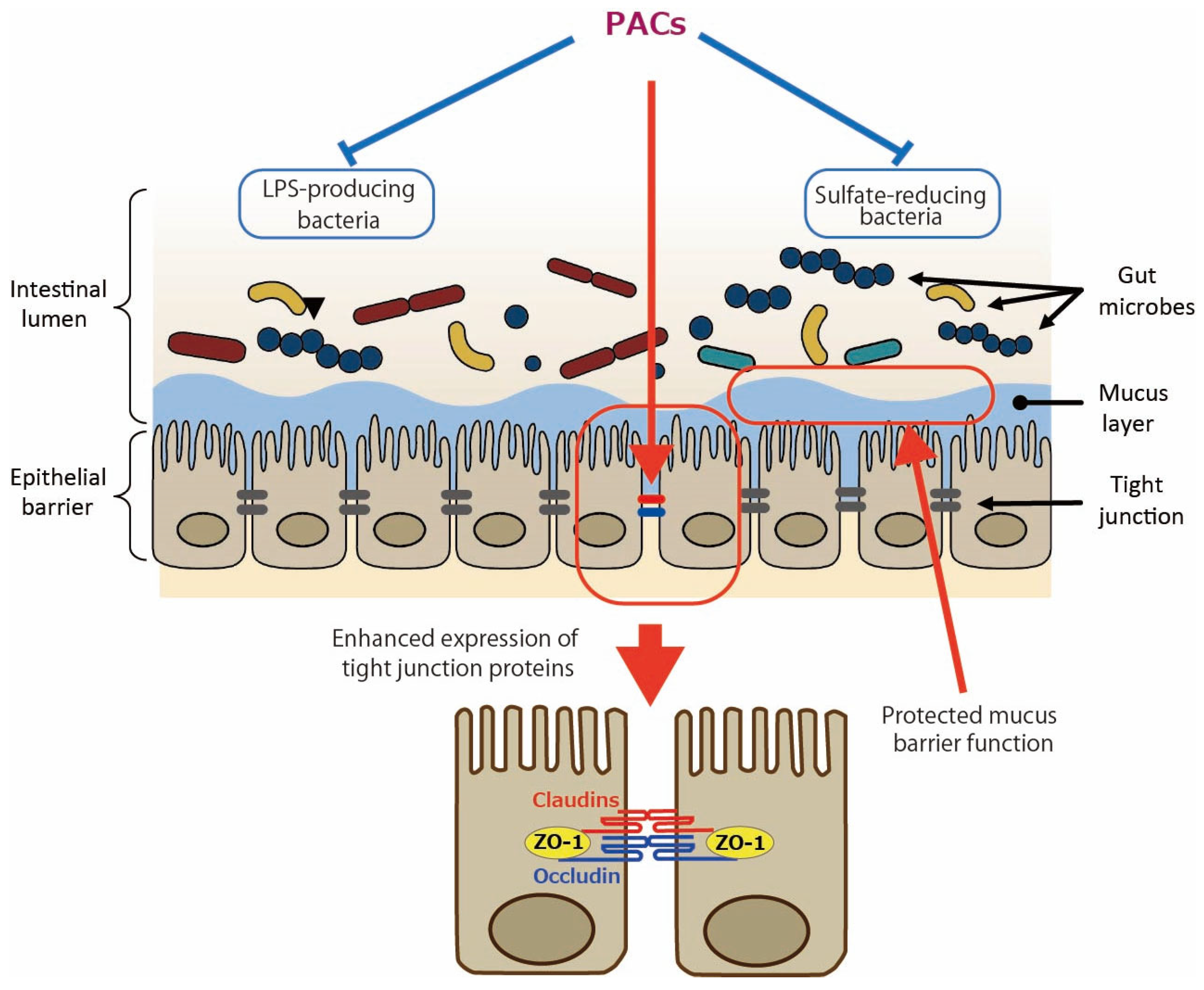 Antioxidants 14 00850 g001