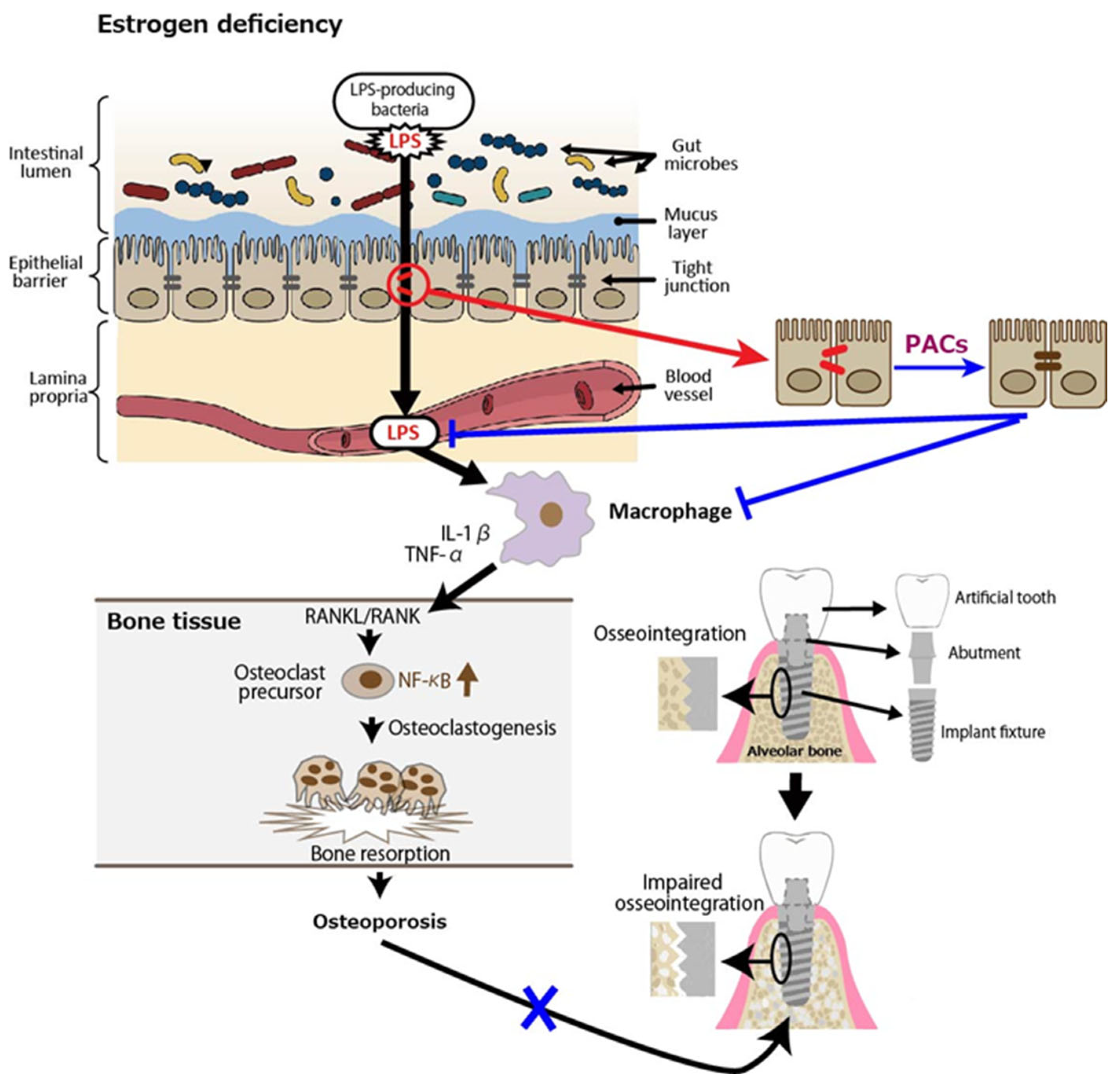 Antioxidants 14 00850 g004