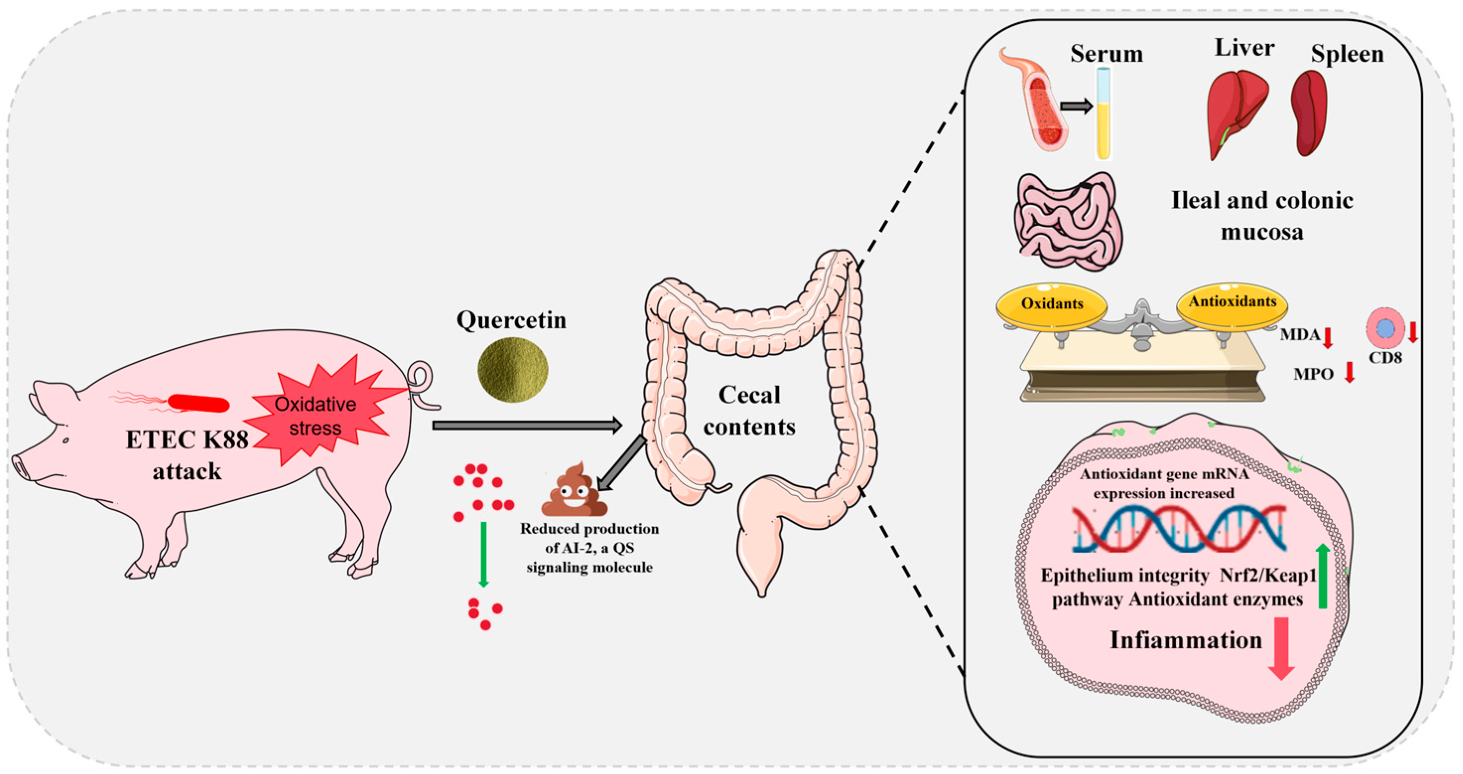 Antioxidants 14 00852 g005
