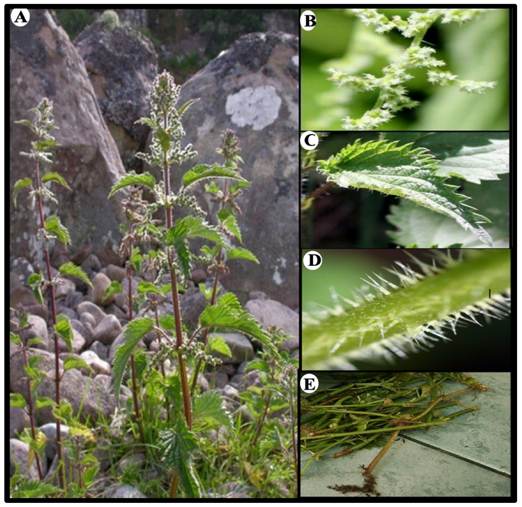 Antioxidants 14 00854 g001