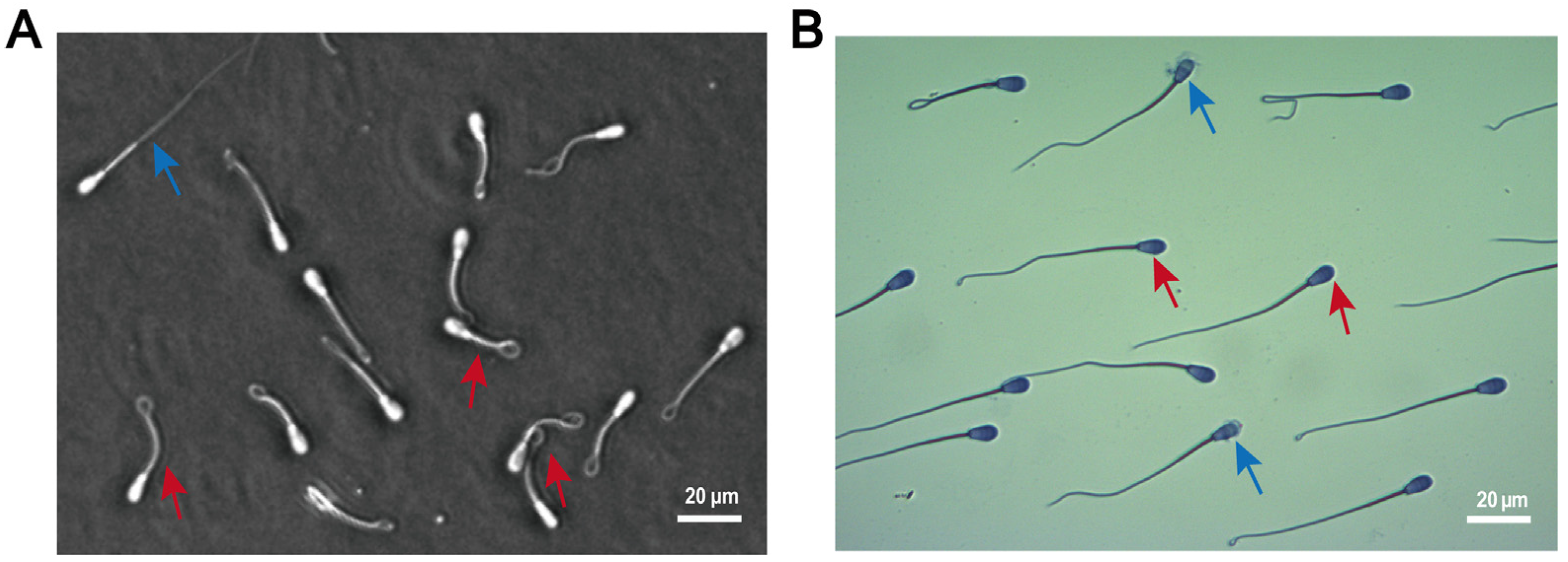 Antioxidants 14 00861 g002