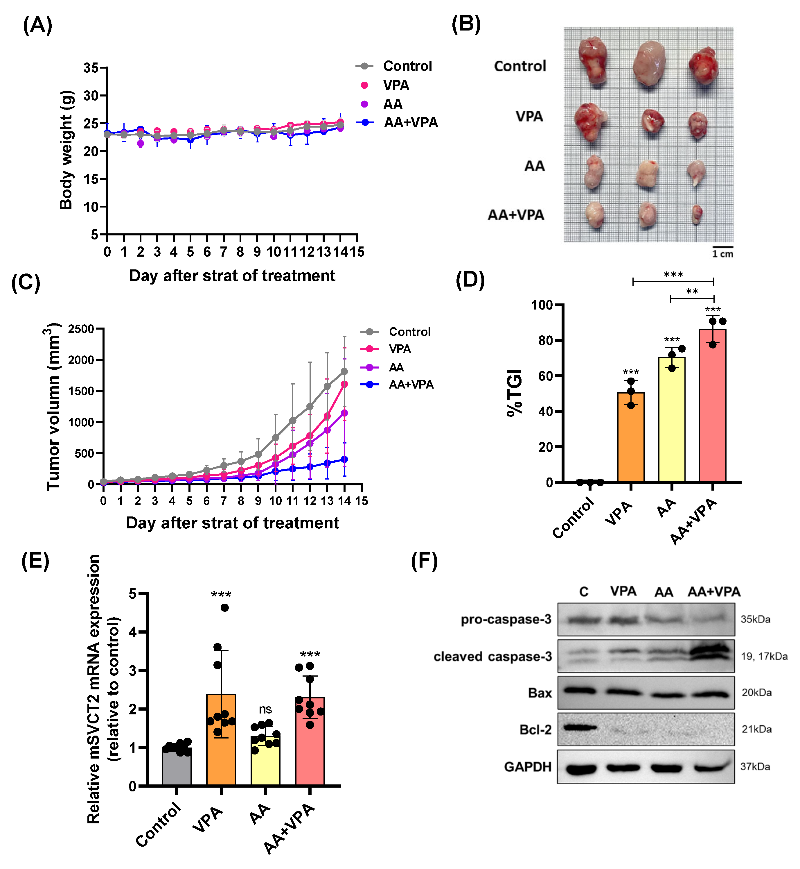 Antioxidants 14 00864 g005