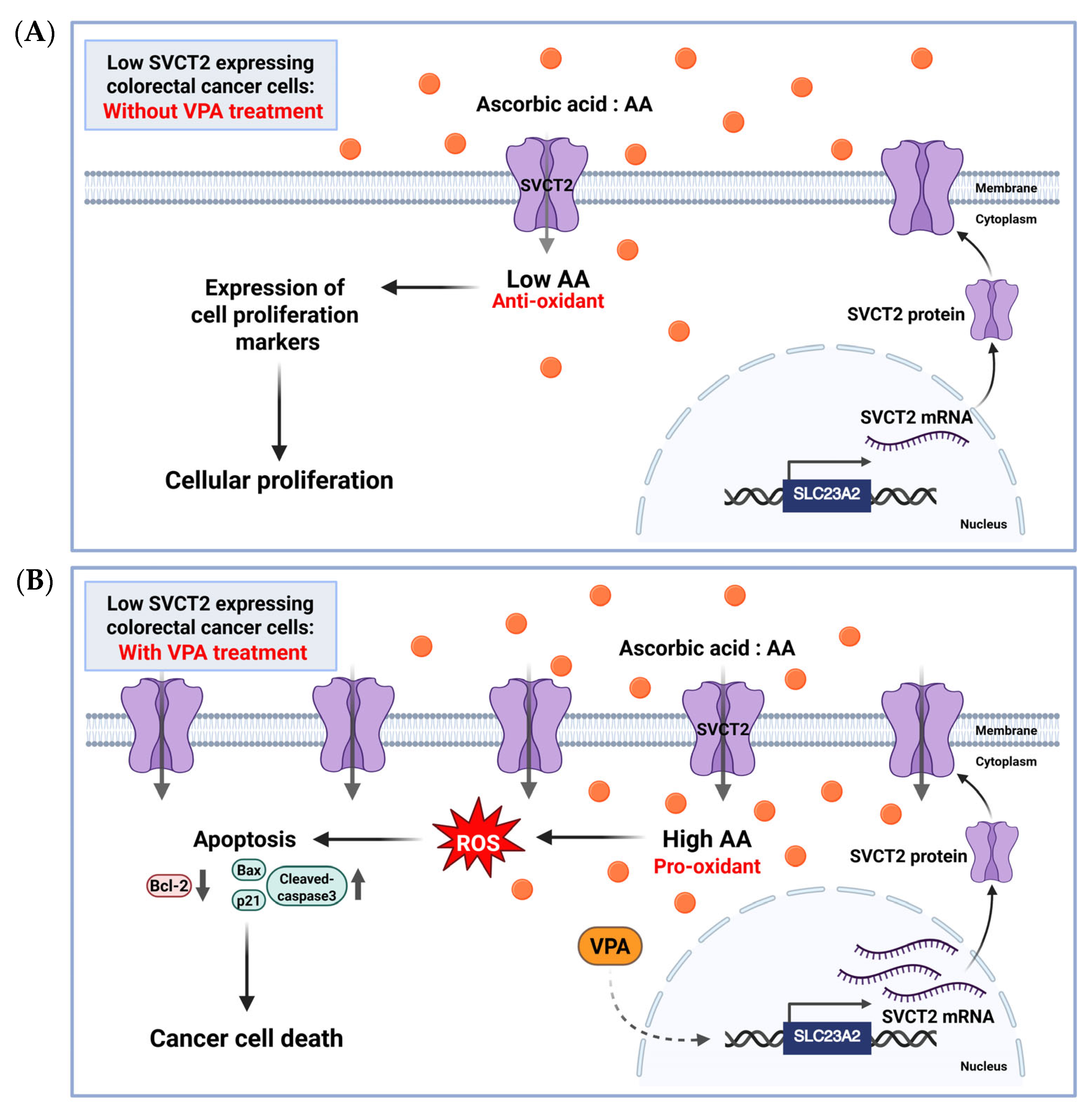 Antioxidants 14 00864 g006