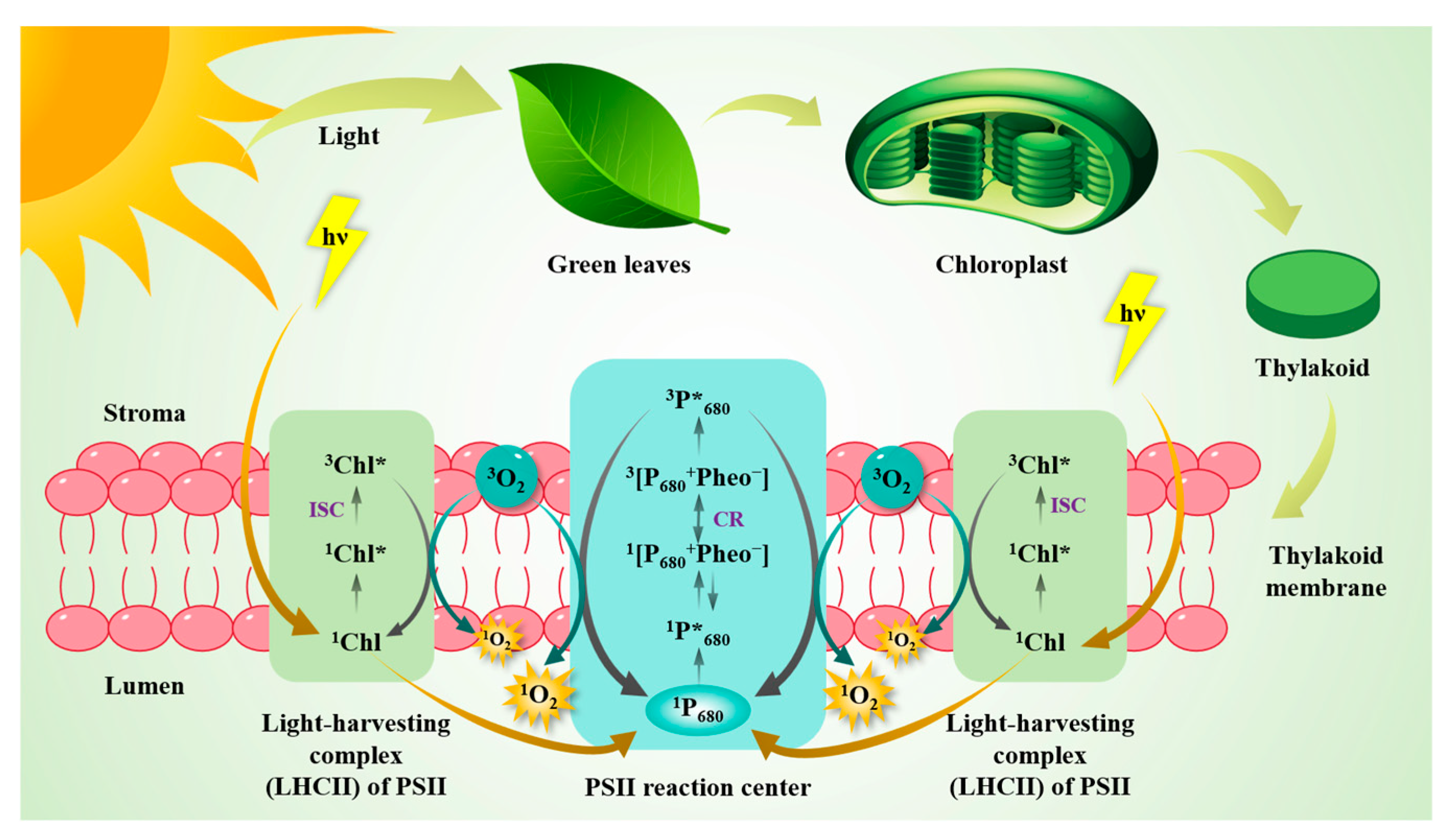 Antioxidants 14 00865 g001