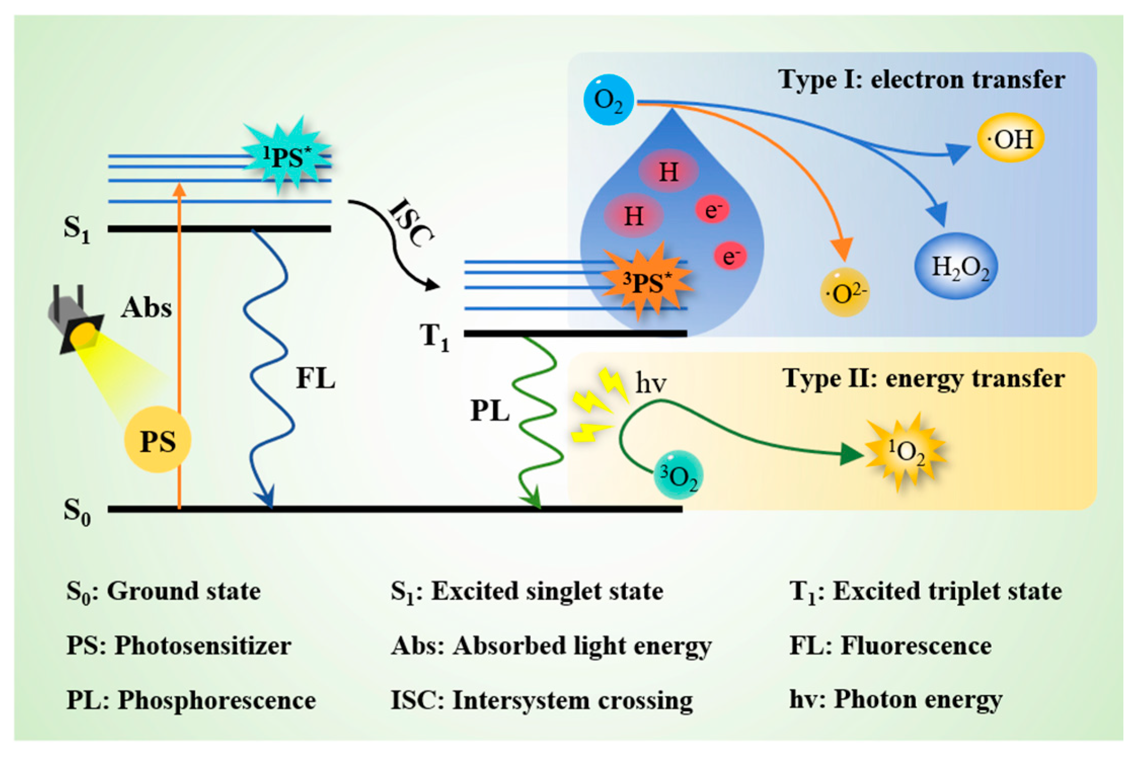 Antioxidants 14 00865 g004