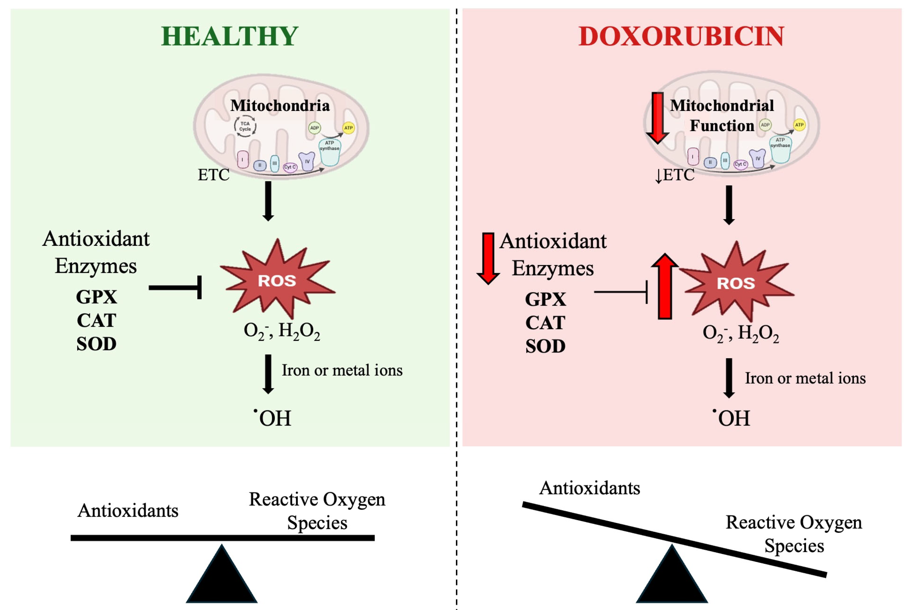 Antioxidants 14 00870 g001
