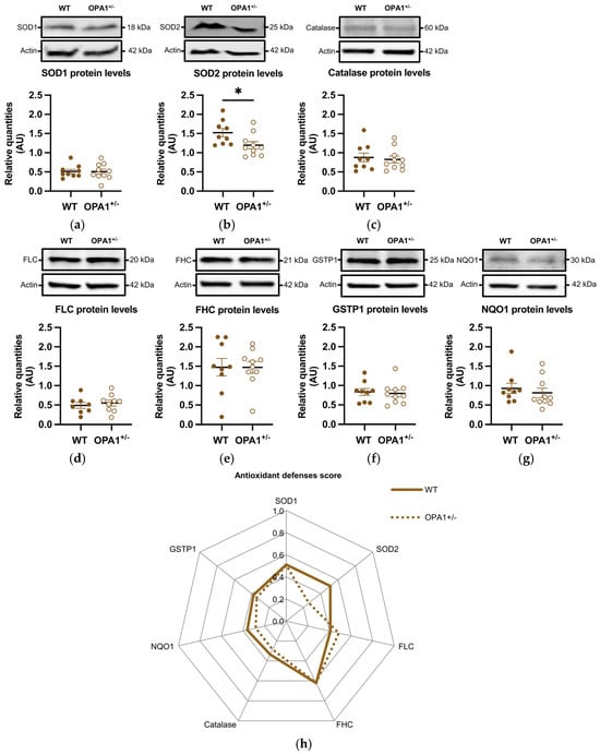 Antioxidants 14 00876 g004