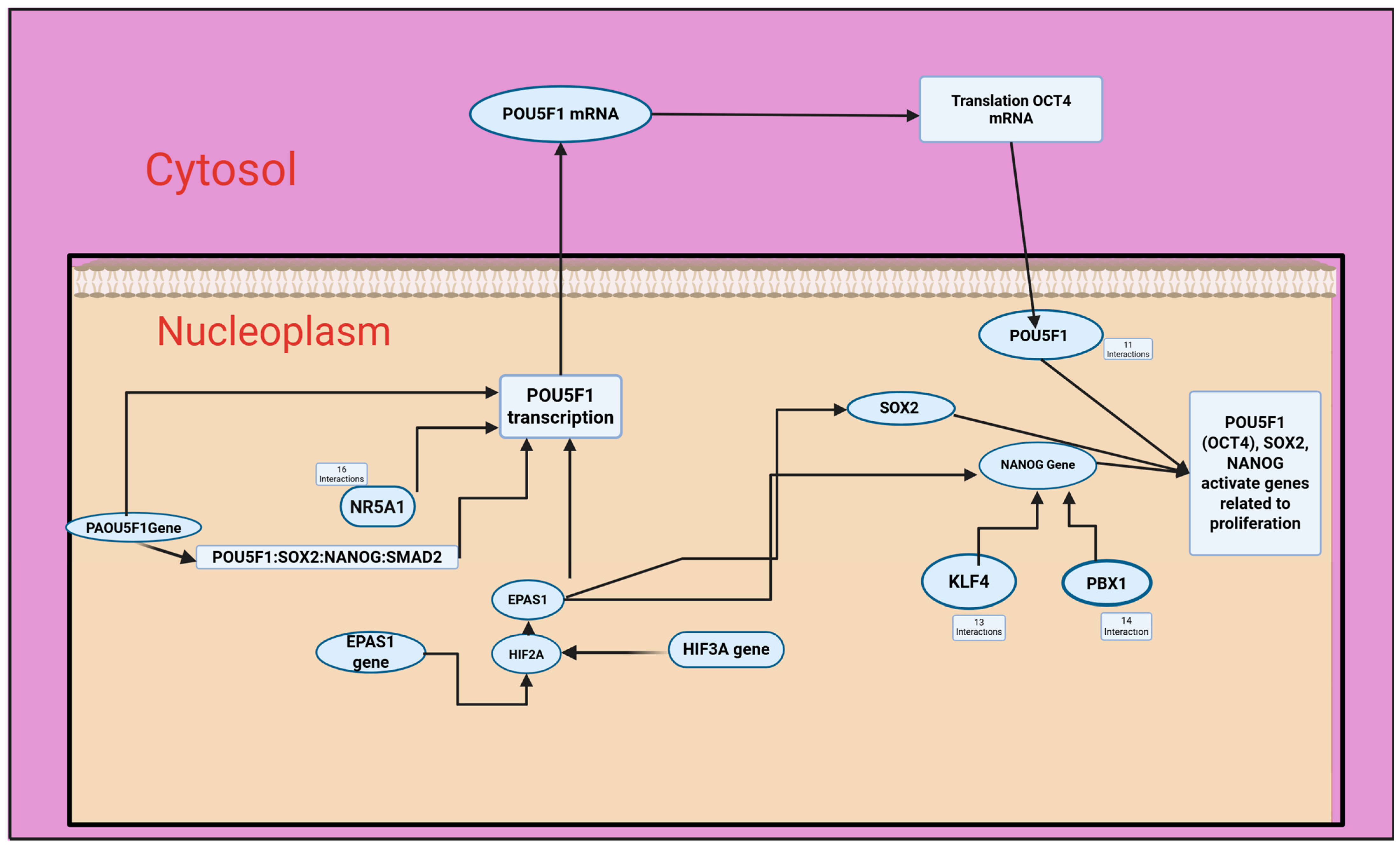 Antioxidants 14 00879 g005 Antioxidants 14 00879 g005