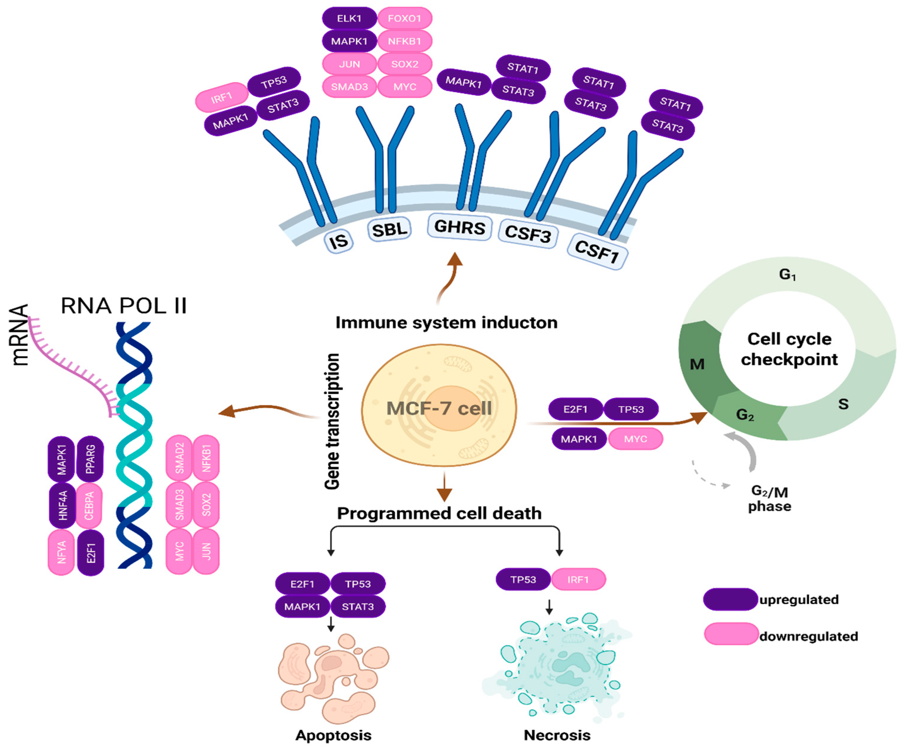 Antioxidants 14 00879 g006 Antioxidants 14 00879 g006