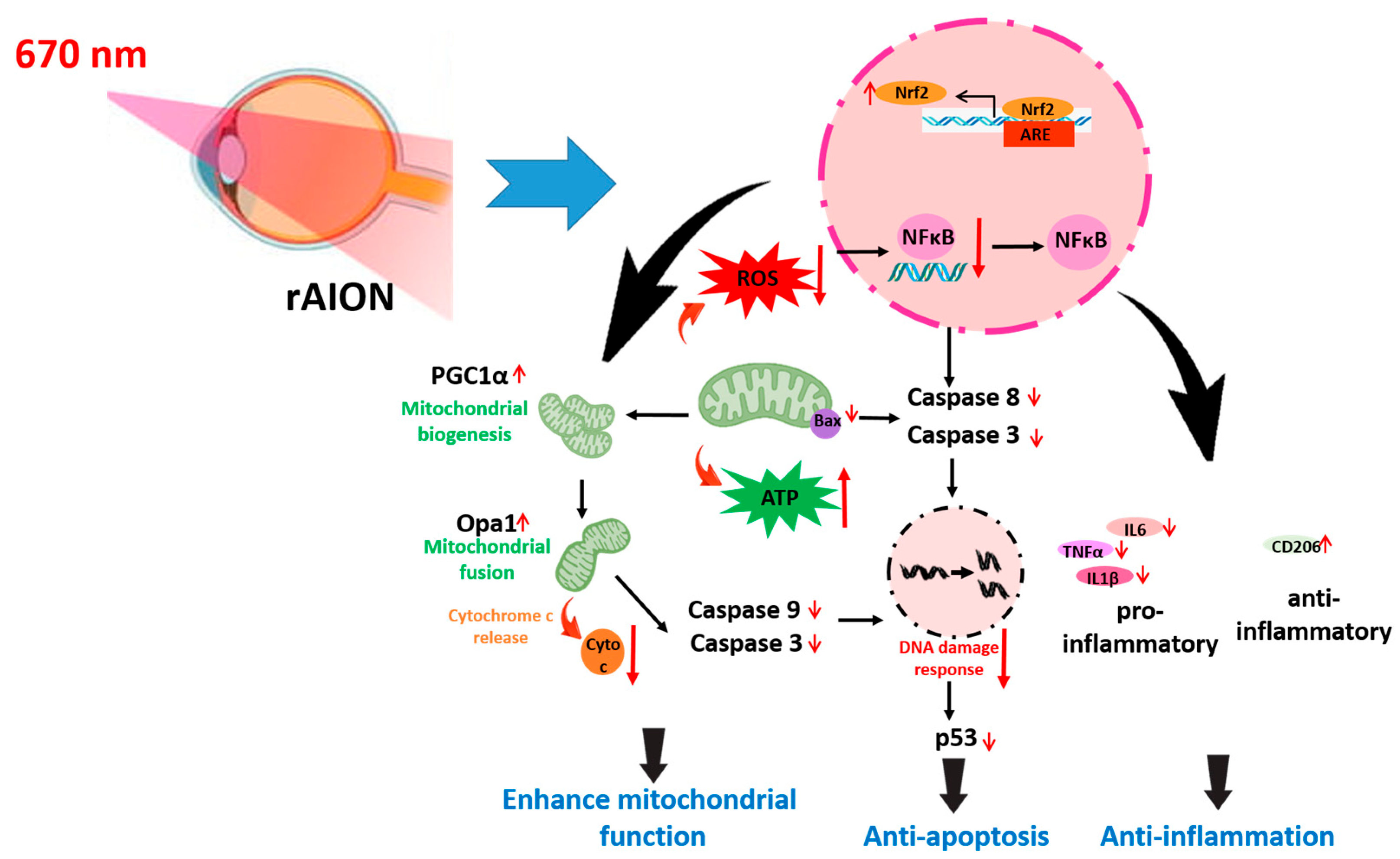 Antioxidants 14 00886 g009